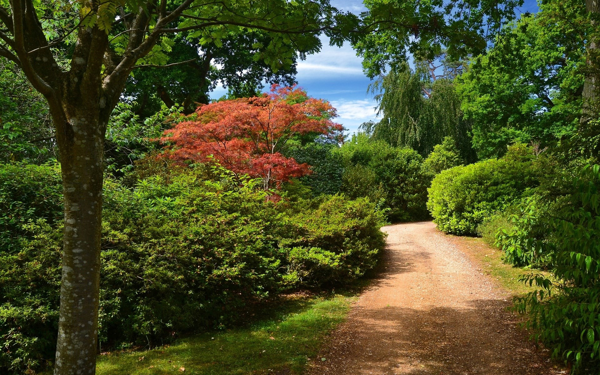 park, direction, growth, the way forward, plant, beautiful nature  desktop  1920x1200, nature, idyllic, tranquil scene, green color, foliage, beauty in nature, HD Wallpaper
