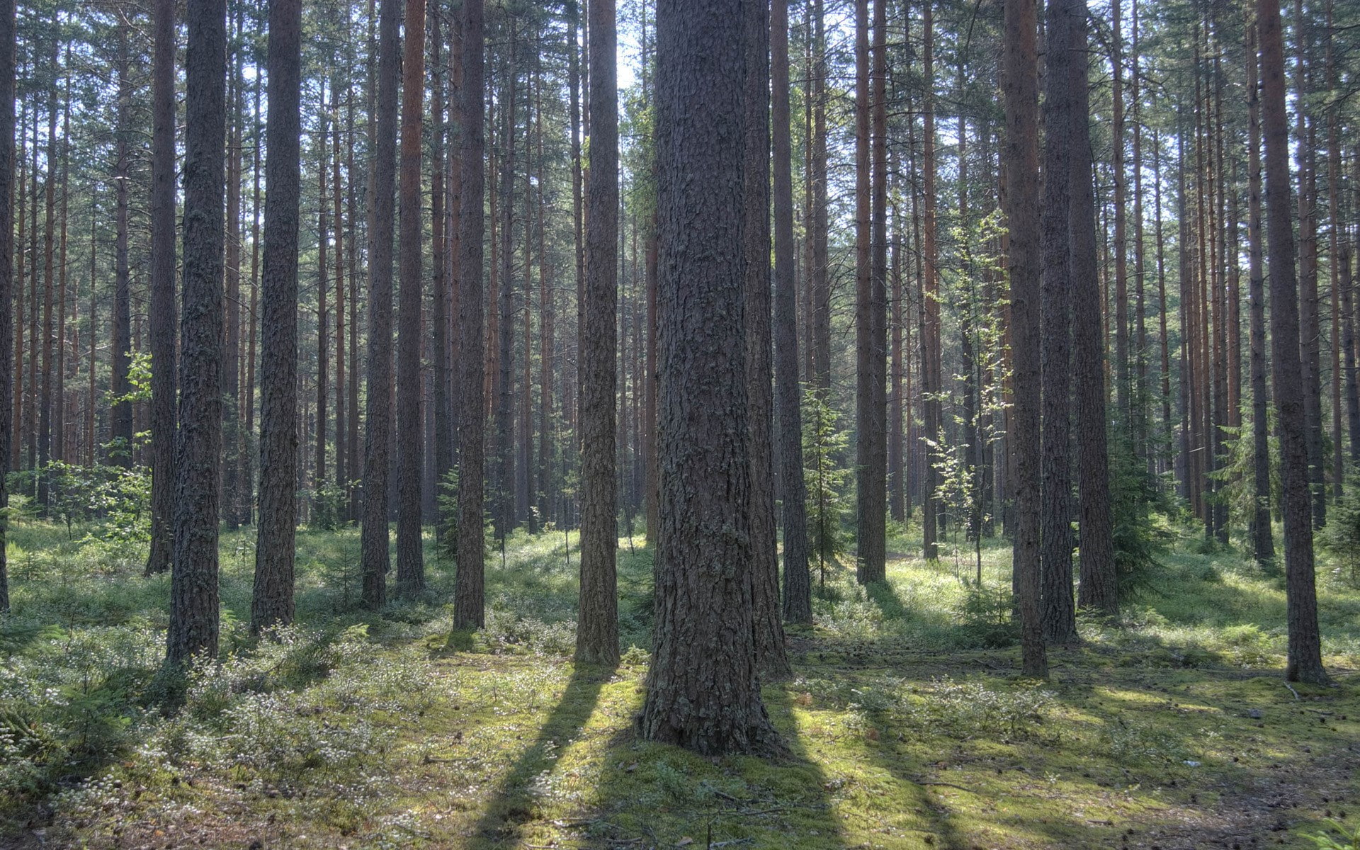 bamboo - plant, sunlight, tranquil scene, beautiful nature  for desktop 1920x1200, land, pine woodland, 1080P, idyllic, no people, trail, woodland, trunk, HD Wallpaper