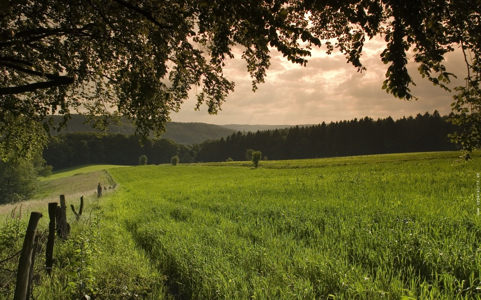 field, scenics - nature, herbivorous, environment, landscape, tranquility, tranquil scene, domestic animals, livestock, sky, green color, outdoors, nature, HD Wallpaper
