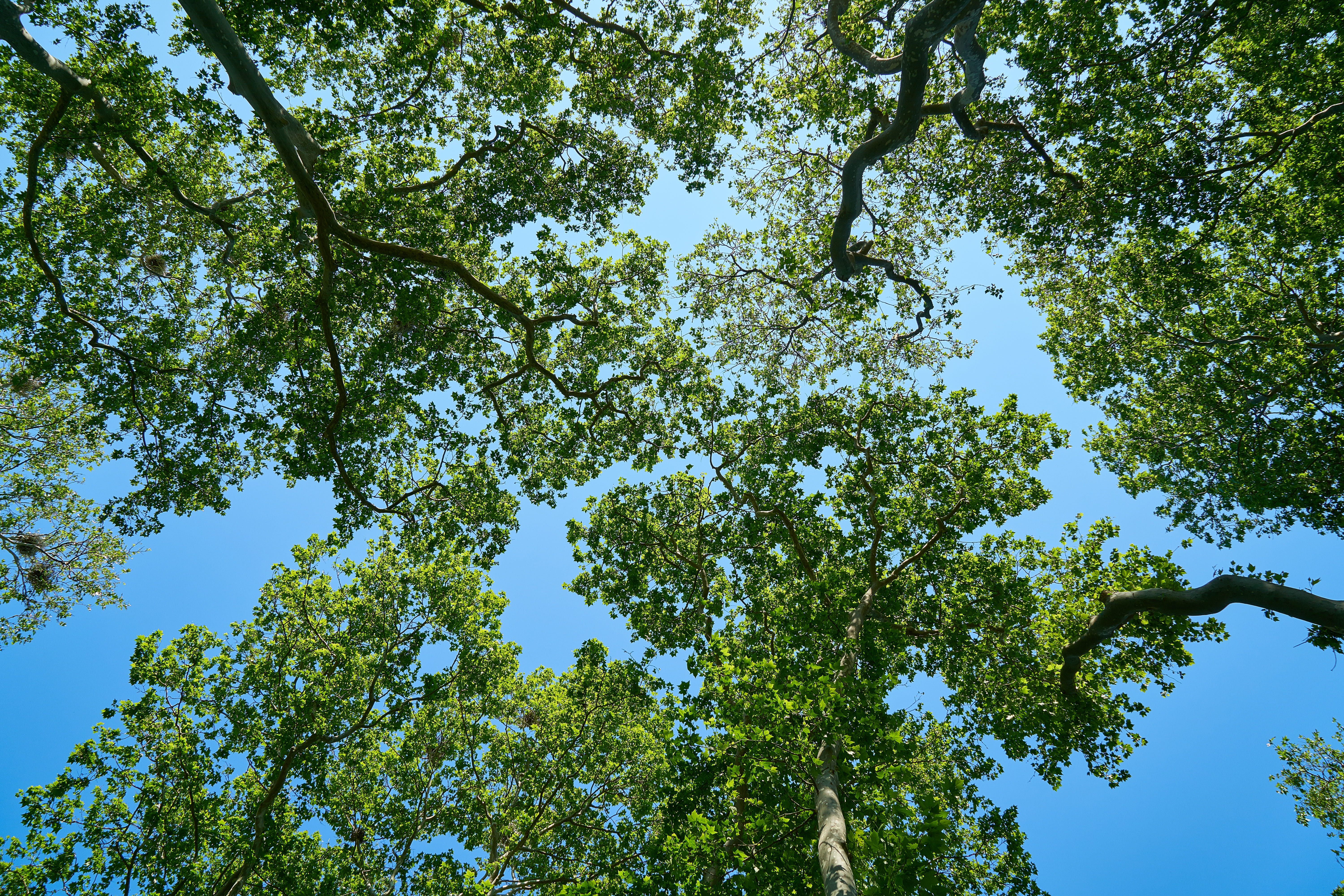 park, flora, tree canopy, sunlight, trees, scenics - nature, light, sunny, tranquility, low angle shot, green field, wood, green color, tree, plant, day, HD Wallpaper