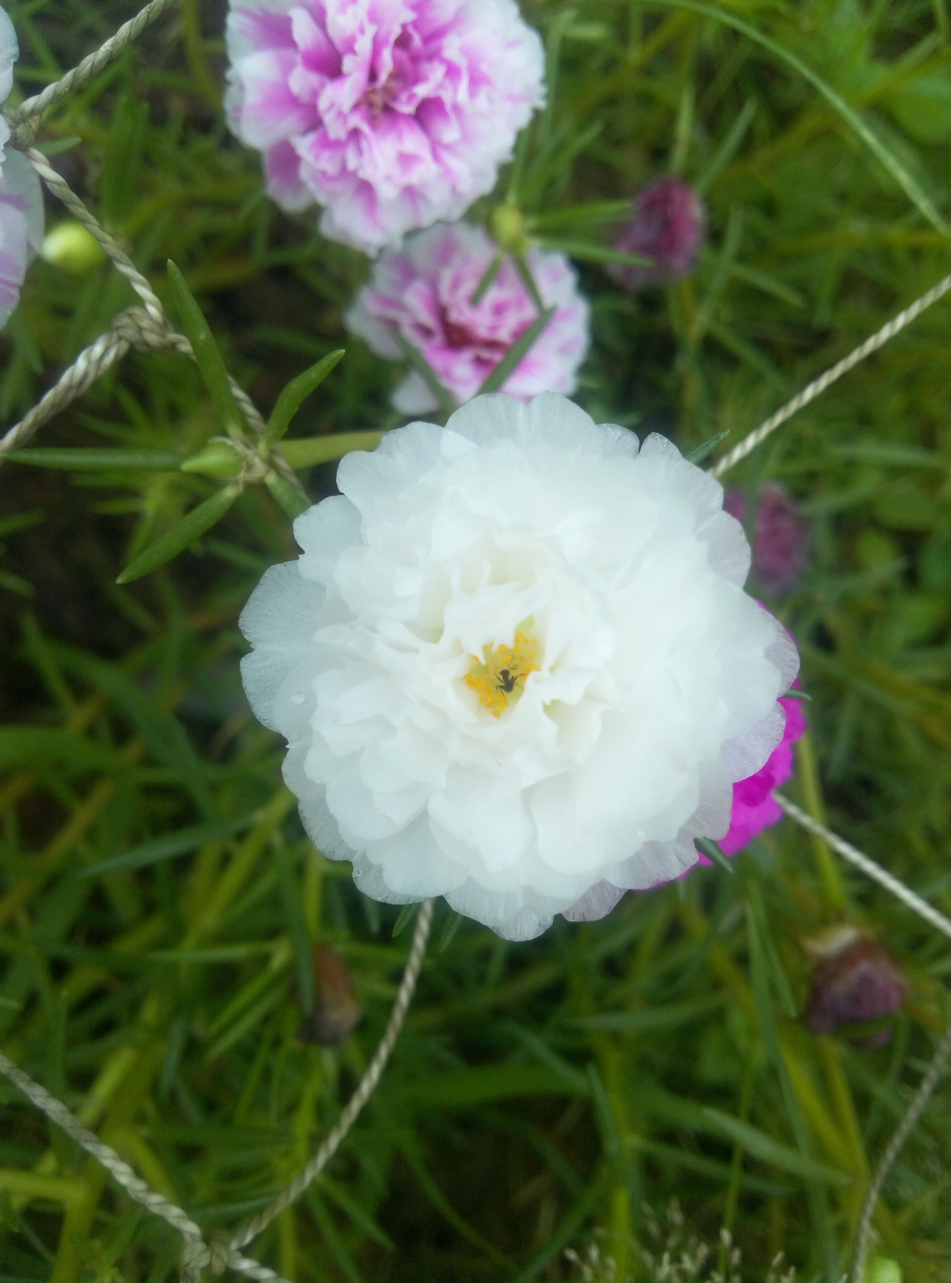 flower head, nature, focus on foreground, inflorescence, fragility, beauty in nature, plant, petal, white color, vulnerability, flowering plant, labor day, Phone HD Wallpaper