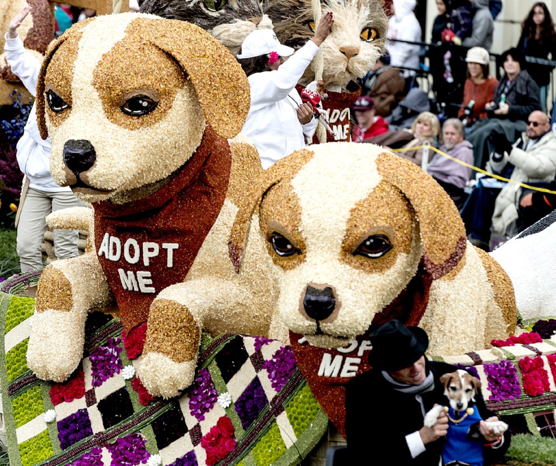 parade, 1080P, christmas, beverly hills, domestic animals, float, pasadena, portrait, pets, mammal, dogs, people, dog, canine, incidental people, one animal, HD Wallpaper