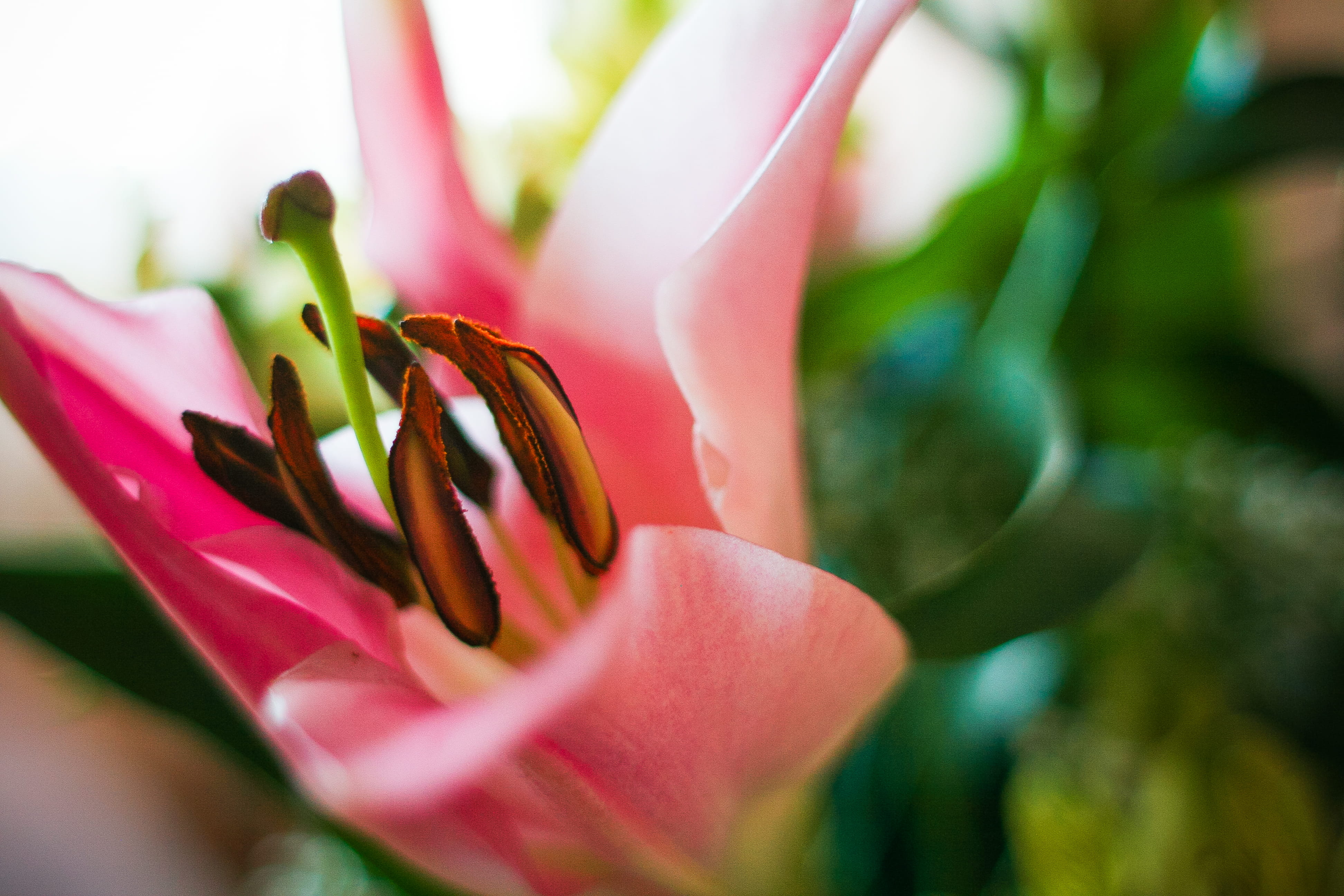pollen, day, blooms, selective focus, inflorescence, colorful, petal, beauty In Nature, flower Head, no people, Detail, outdoors, nature, flowers, pink Color, HD Wallpaper