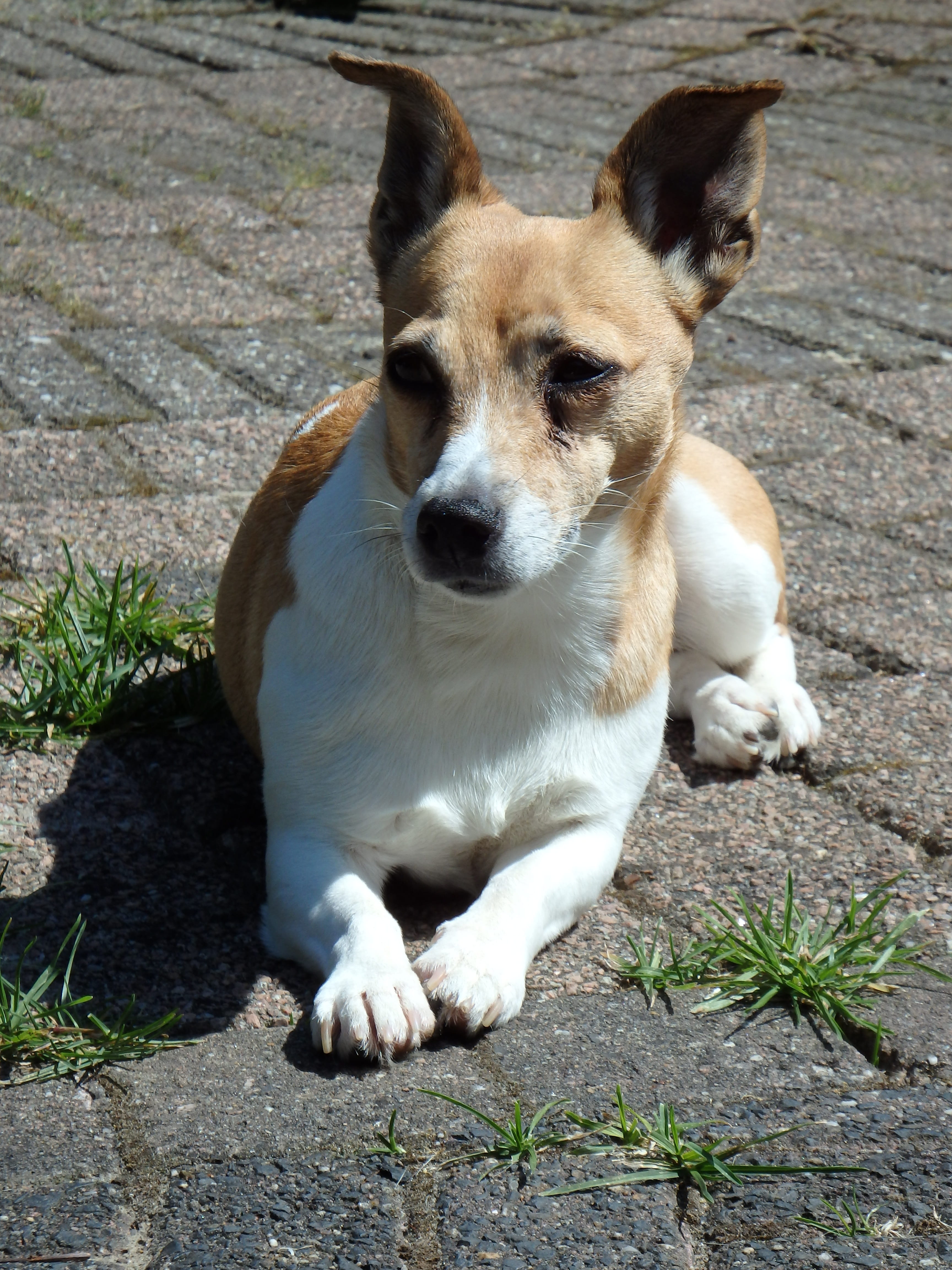 Pet, dicky, kluif, high angle view, race radio, jack russell terrier, guy, no people, mammal, canine, vertebrate, Garden, animal, domestic animals, sitting, Phone HD Wallpaper