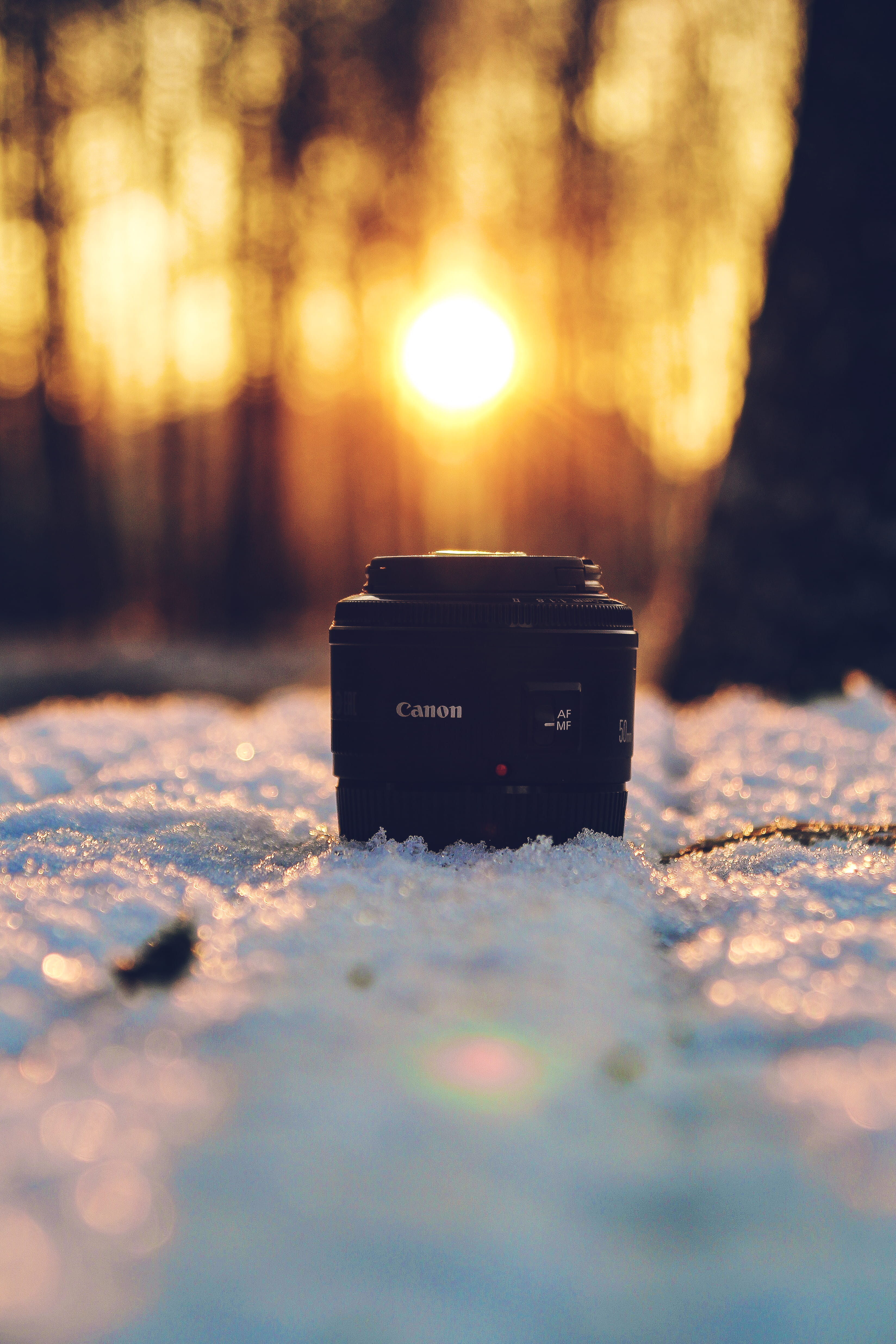 field, cold temperature, 4K, animal, petal, lens, photography, blossom, electronics, cassette player, city, digital camera, land, day, light, selective focus, Phone HD Wallpaper