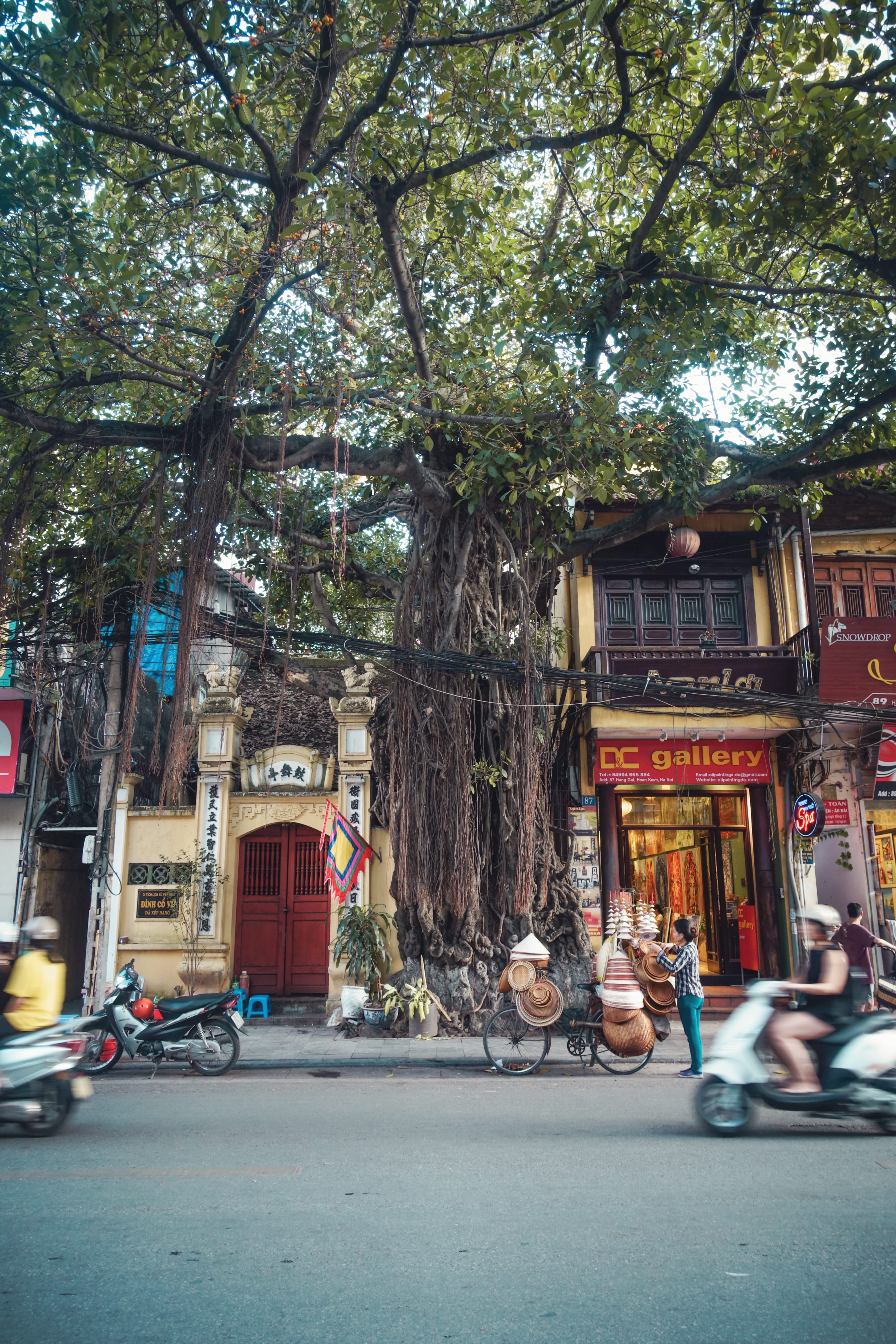 mode of transportation, transportation, tree, view, street, near, outdoors, shops, built structure, building exterior, city, building, day, balete, architecture, Phone HD Wallpaper