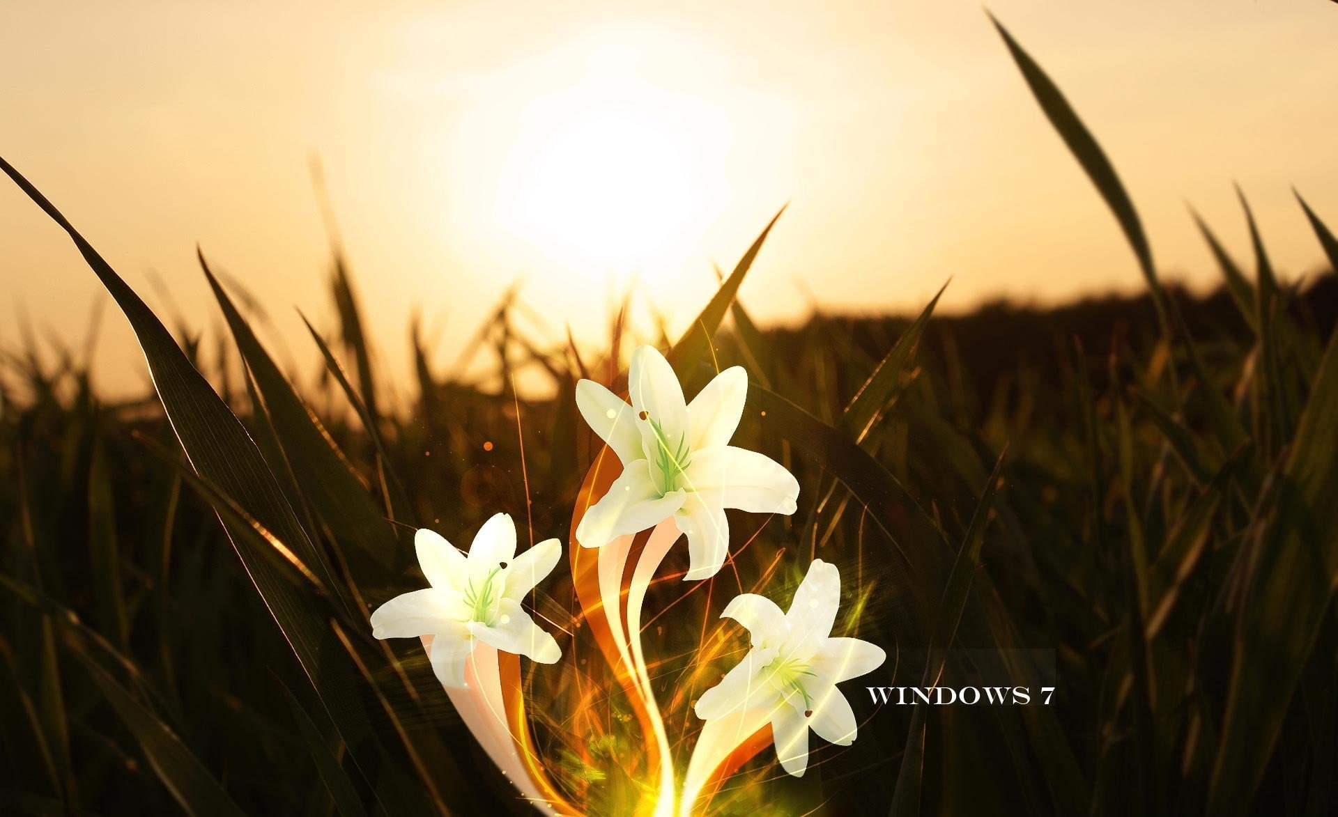 sunset, windows 7, white color, vulnerability, 1080P, Lily, petaled, Windows, magic lily, Windows Seven, fragility, outdoors, grass, white, flower, field, HD Wallpaper