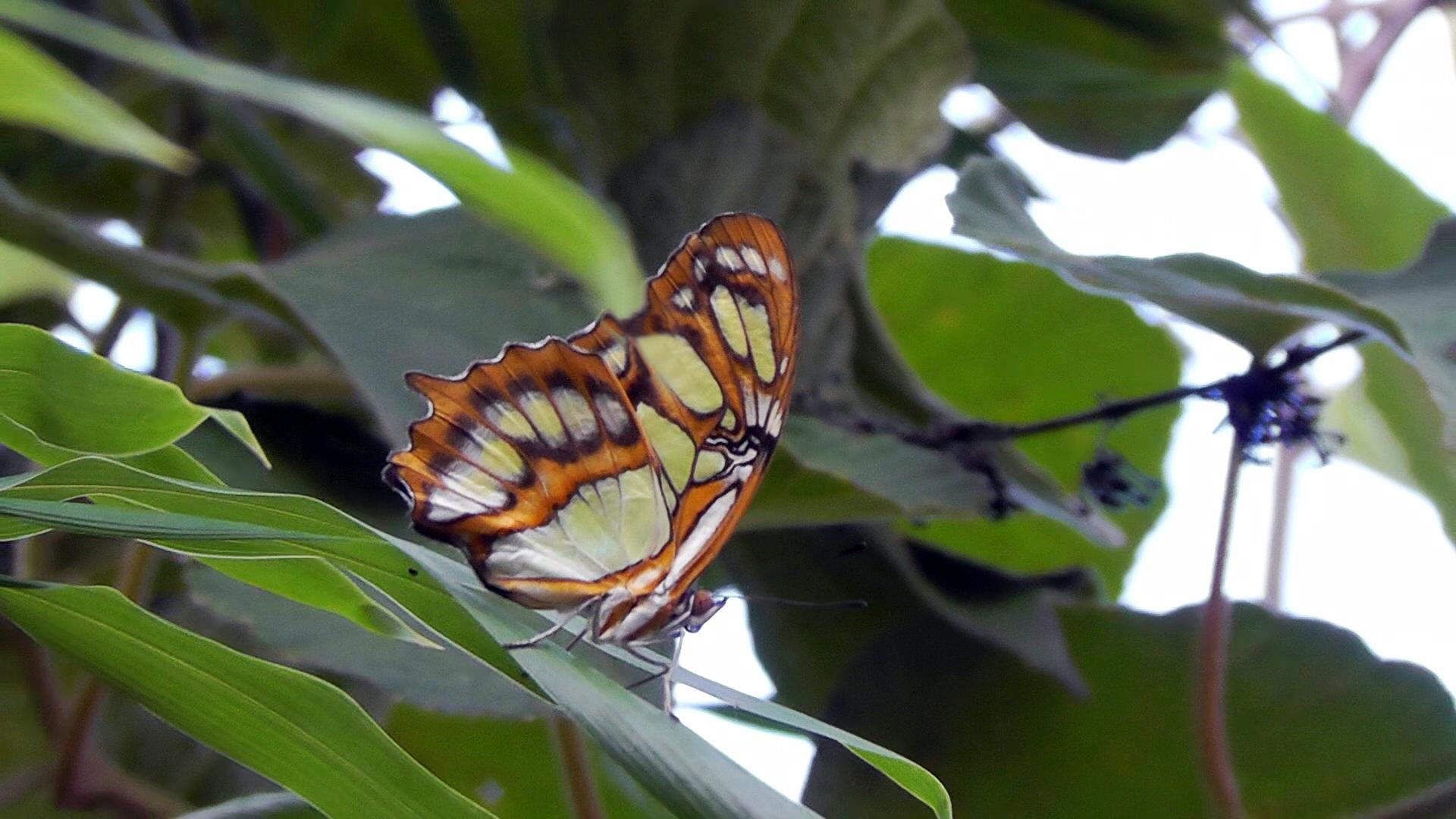 animals, nature, insects, effect, butterflies, 1080P, marbled, HD Wallpaper