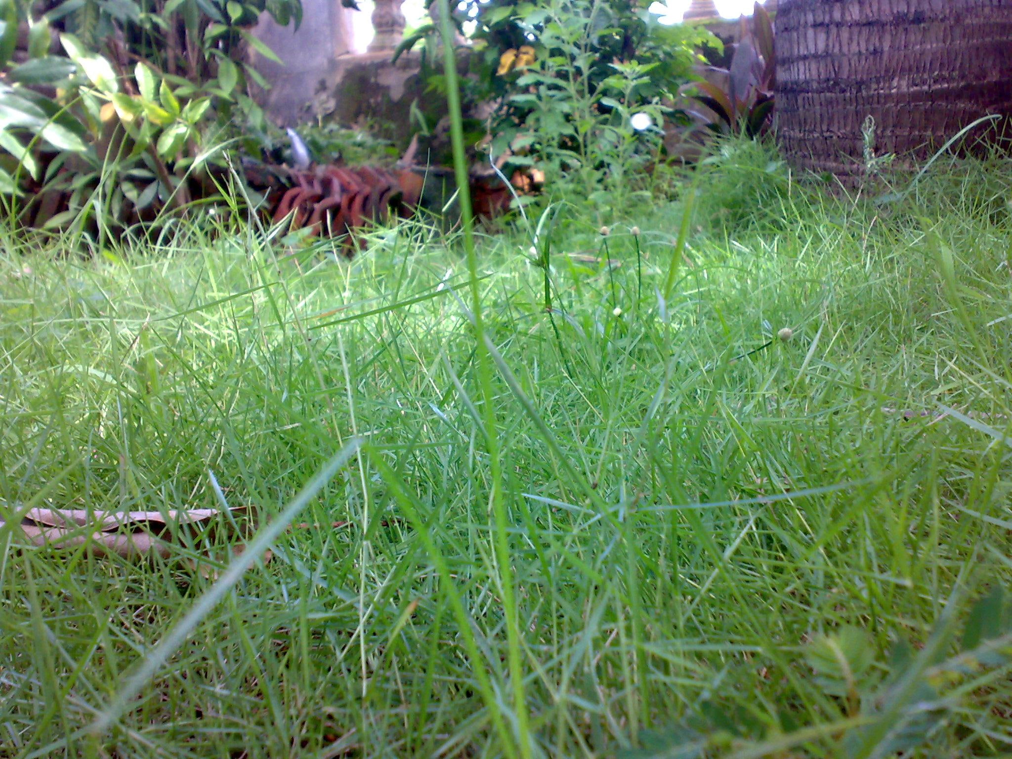 green, grass, place, 3d and abstract, nature, 1080P, wild, HD Wallpaper