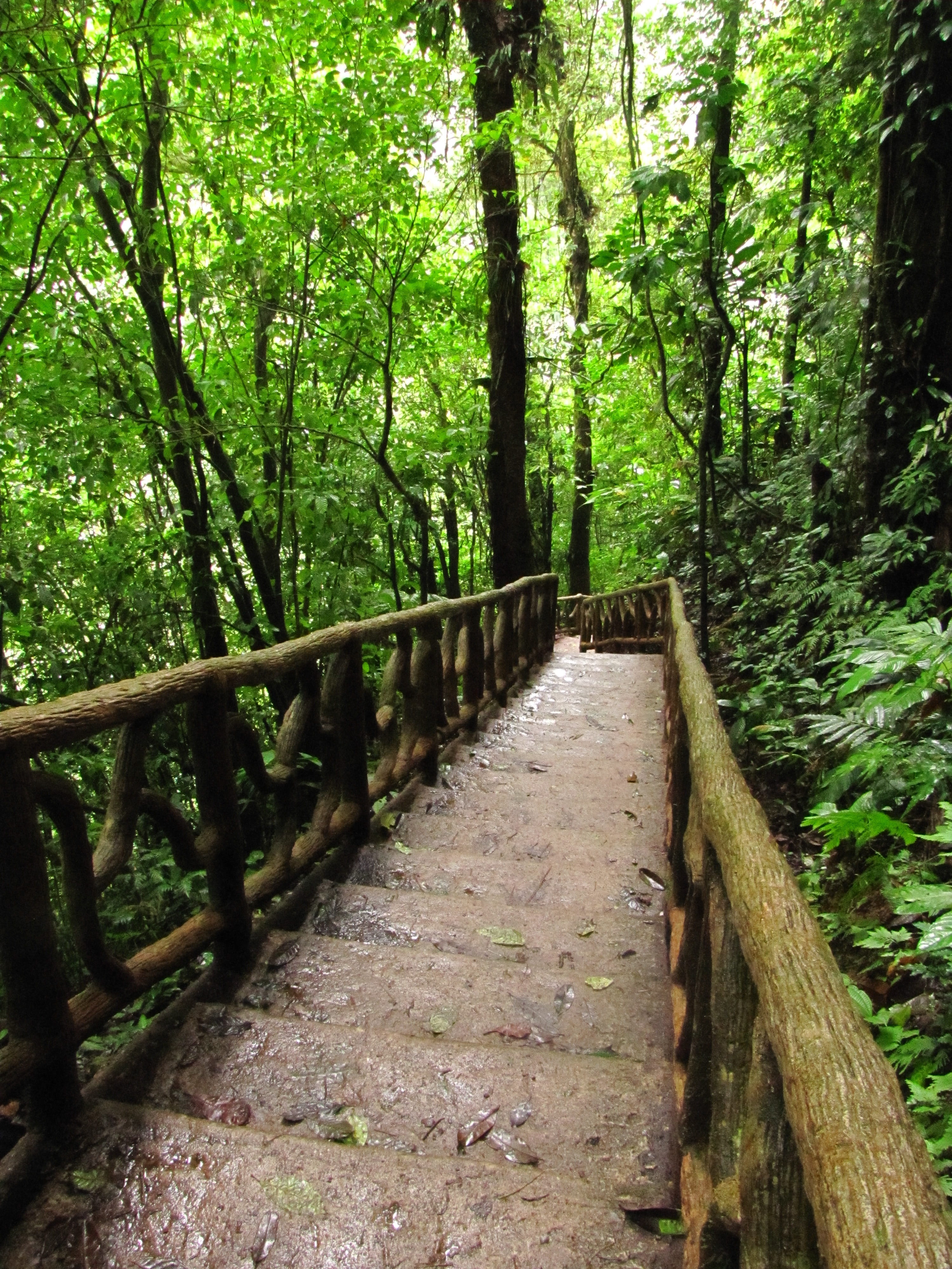 green color, costa rica, 4K, outdoors, vegetation, tranquil scene, green, wood - material, tranquility, nature, growth, trees, woodland, footpath, railing, Phone HD Wallpaper