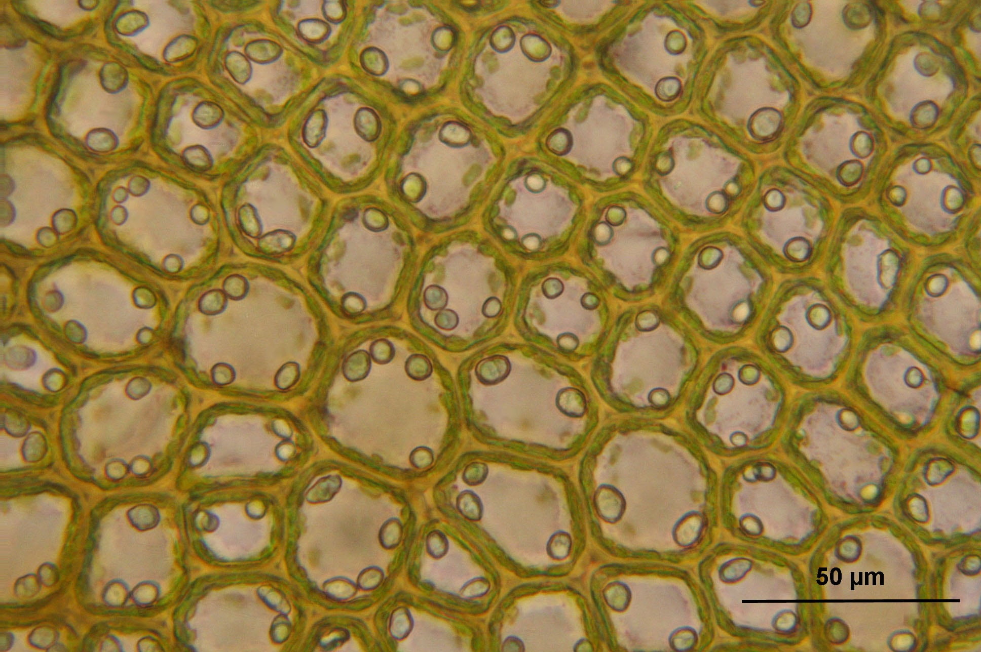 circle, textile, yellow, science, ornate, 1080P, green color, botany, abstract backgrounds, flooring, close-up, indoors, biology, view, luxury, macro, HD Wallpaper