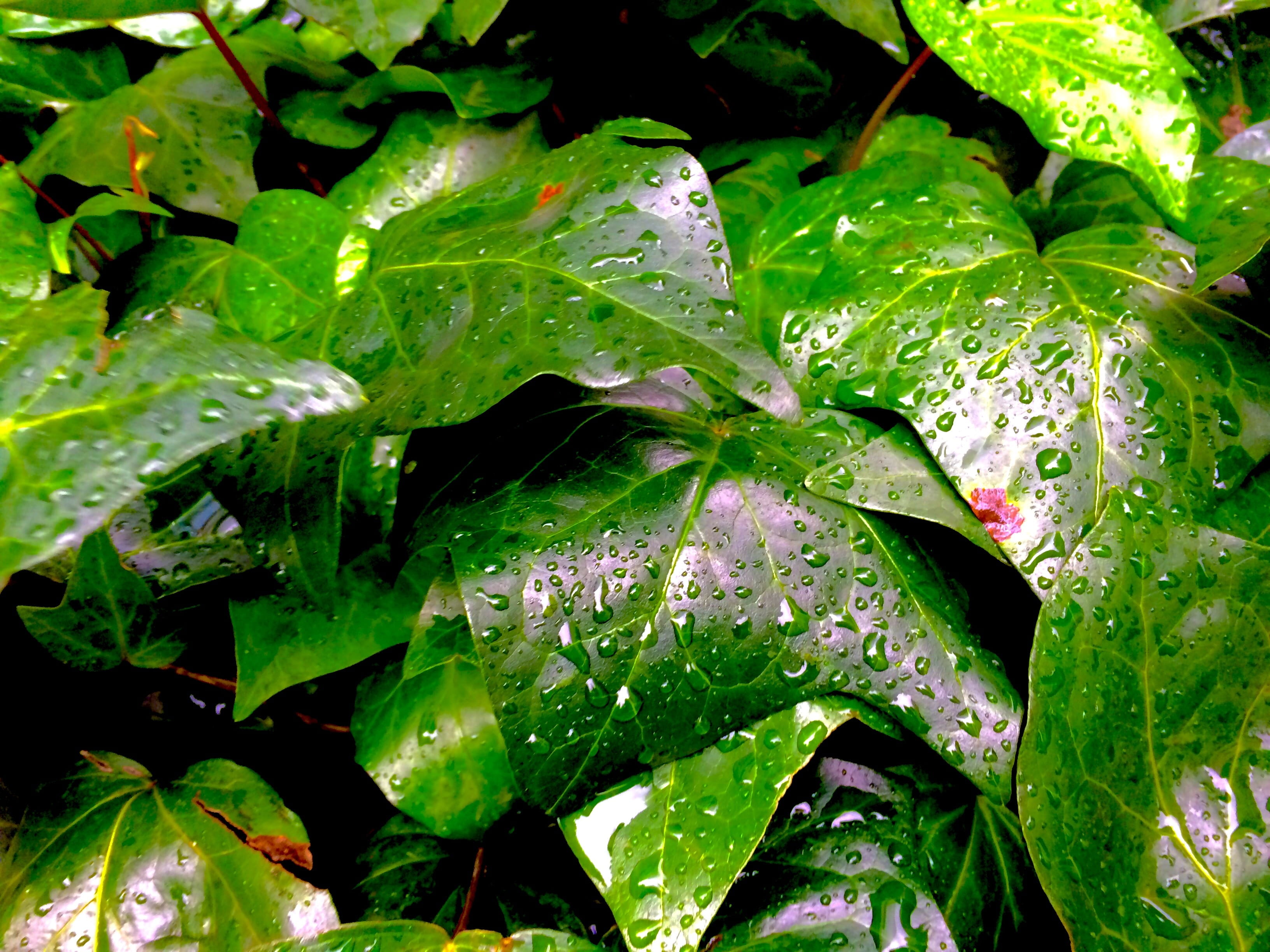 dress up, courtyard, root 246, dew, water, vulnerability, aoyama-dori, rain, atmosphere, plant, nature, image, close-up, light rain, japan, city, omotesando station, HD Wallpaper