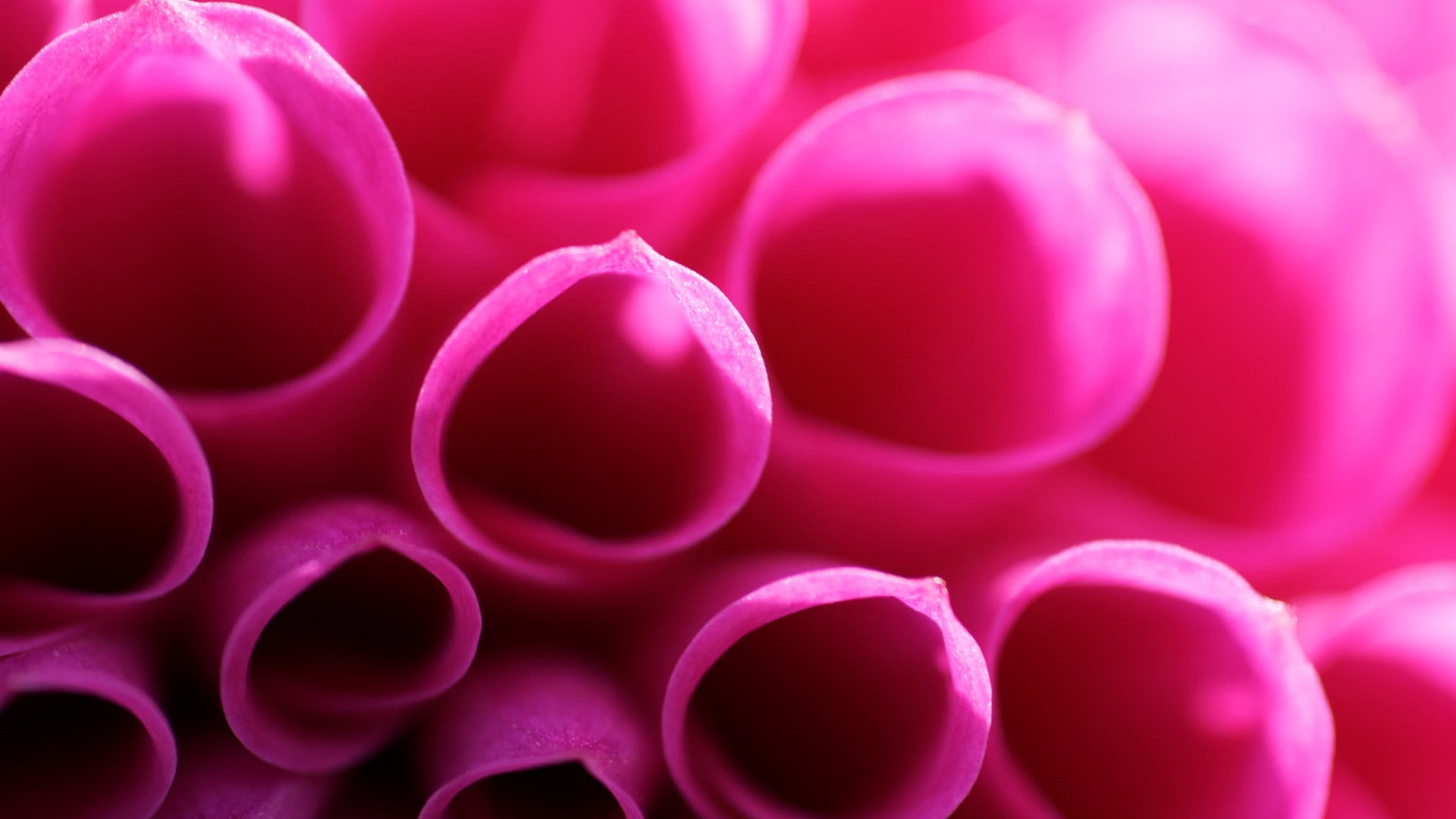 texture, extreme close-up, indoors, close-up, ornament, motion, shiny, 3d, freshness, effect, no people, template, pink color, modern, backdrop, bubble, HD Wallpaper