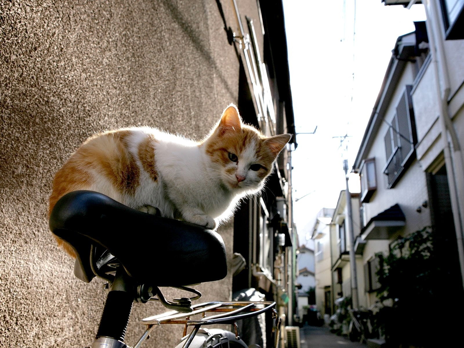 city, animals, cat, bicycle, 720P, urban, Japan, HD Wallpaper
