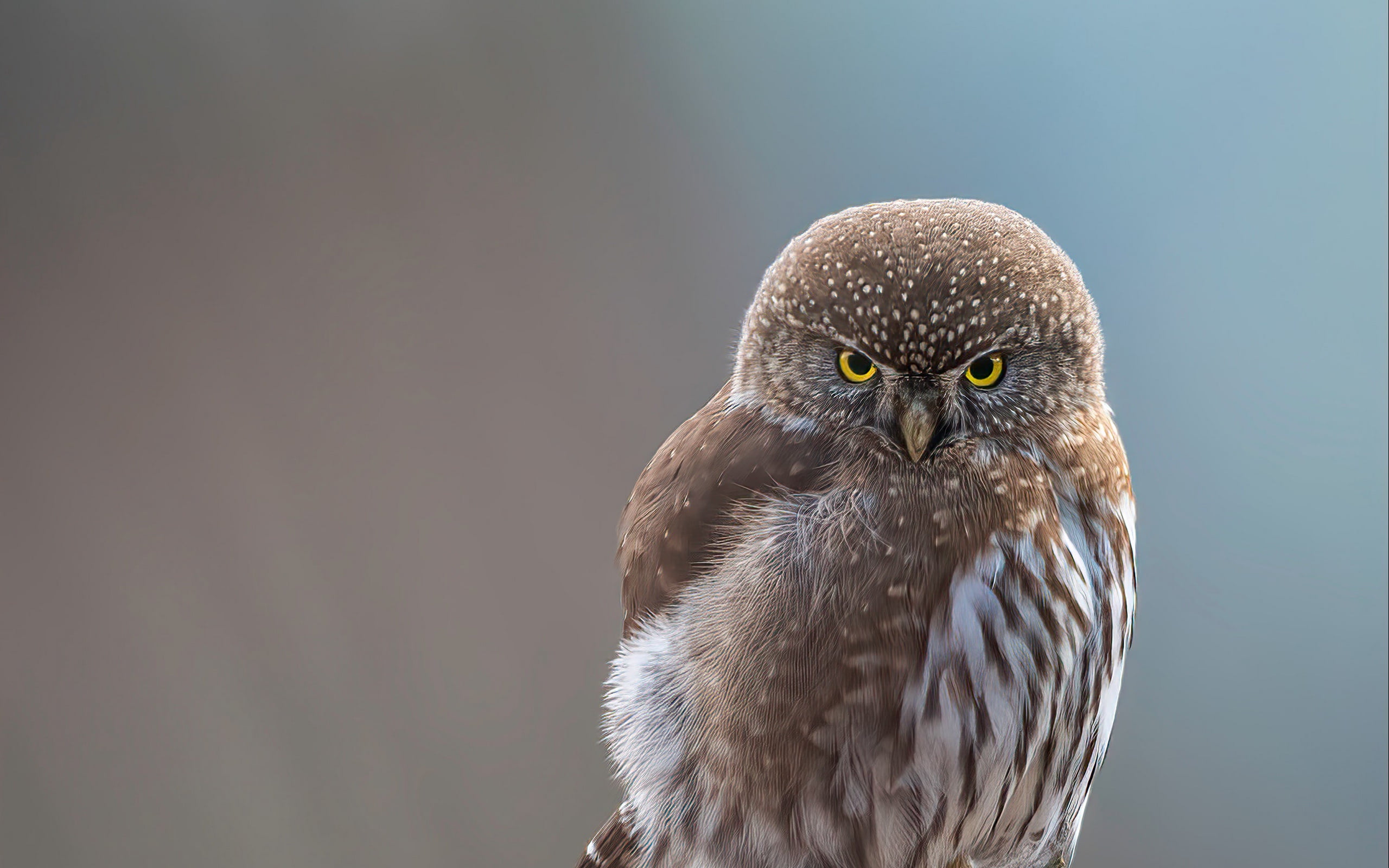 bird, 2k hd background, striking, close-up, wildlife, blur, macro, 2K, owl, stare, animals, look, white, portrait, feathers, yellow eyes, animal, brown, HD Wallpaper