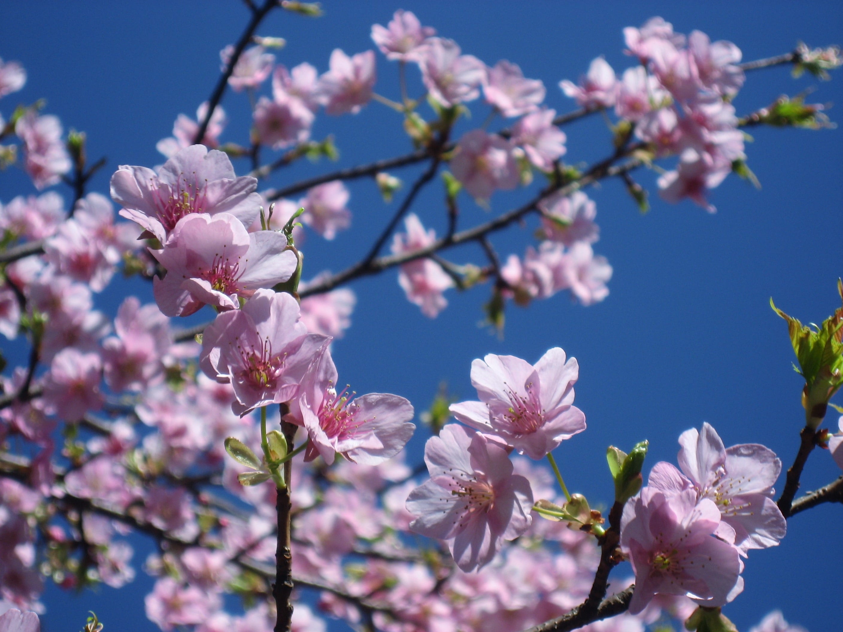 spring, flower, takanawa, outdoors, blue, cherry Blossom, fragility, nature, vulnerability, freshness, Branch, flowering plant, tokyo, cherry tree, japan, HD Wallpaper