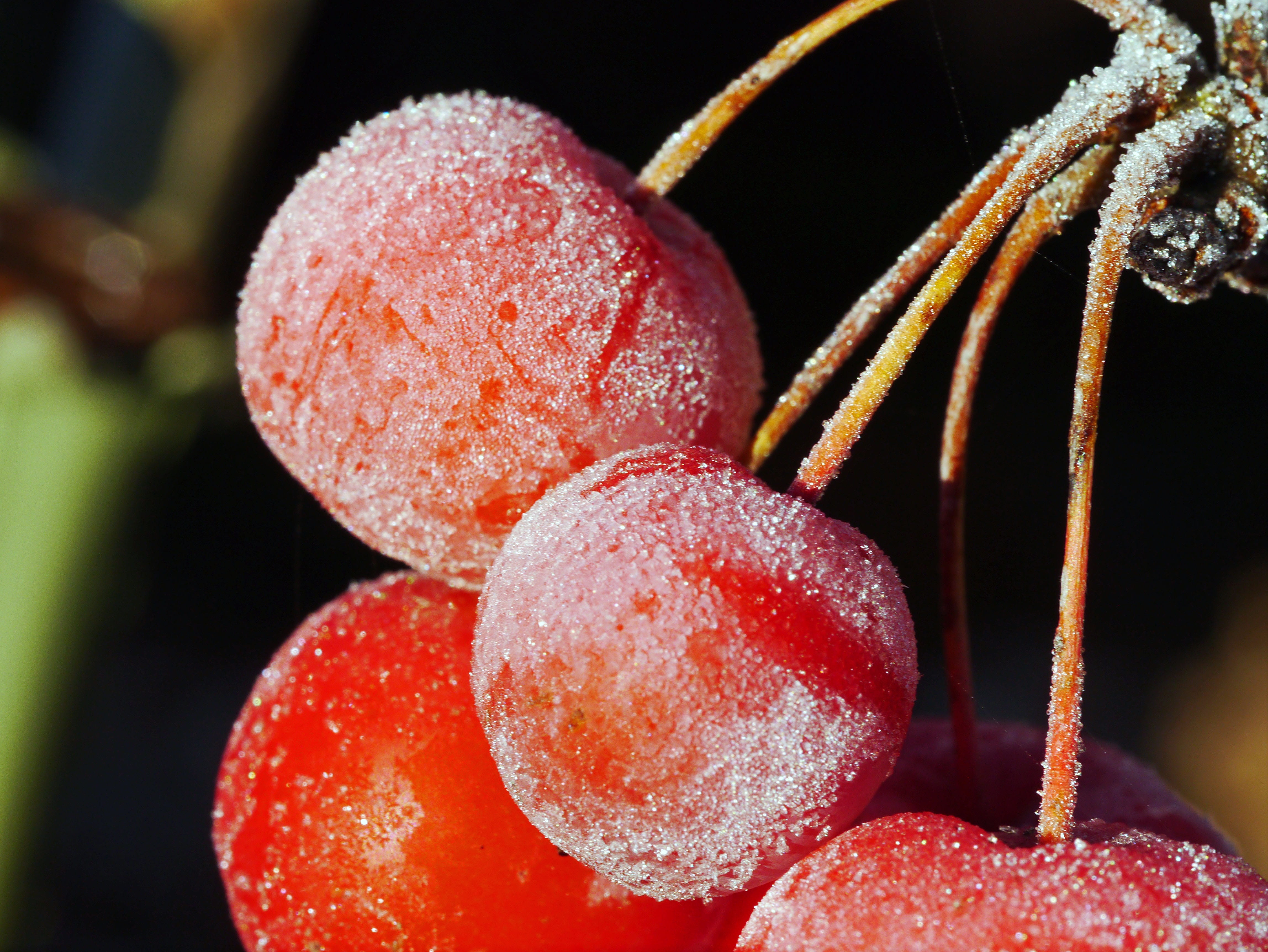 sweet food, studio shot, fruits, freshness, nature, cherry, ripe, food and drink, ornamental shrub, night of frost, food, eiskristalle, healthy eating, HD Wallpaper