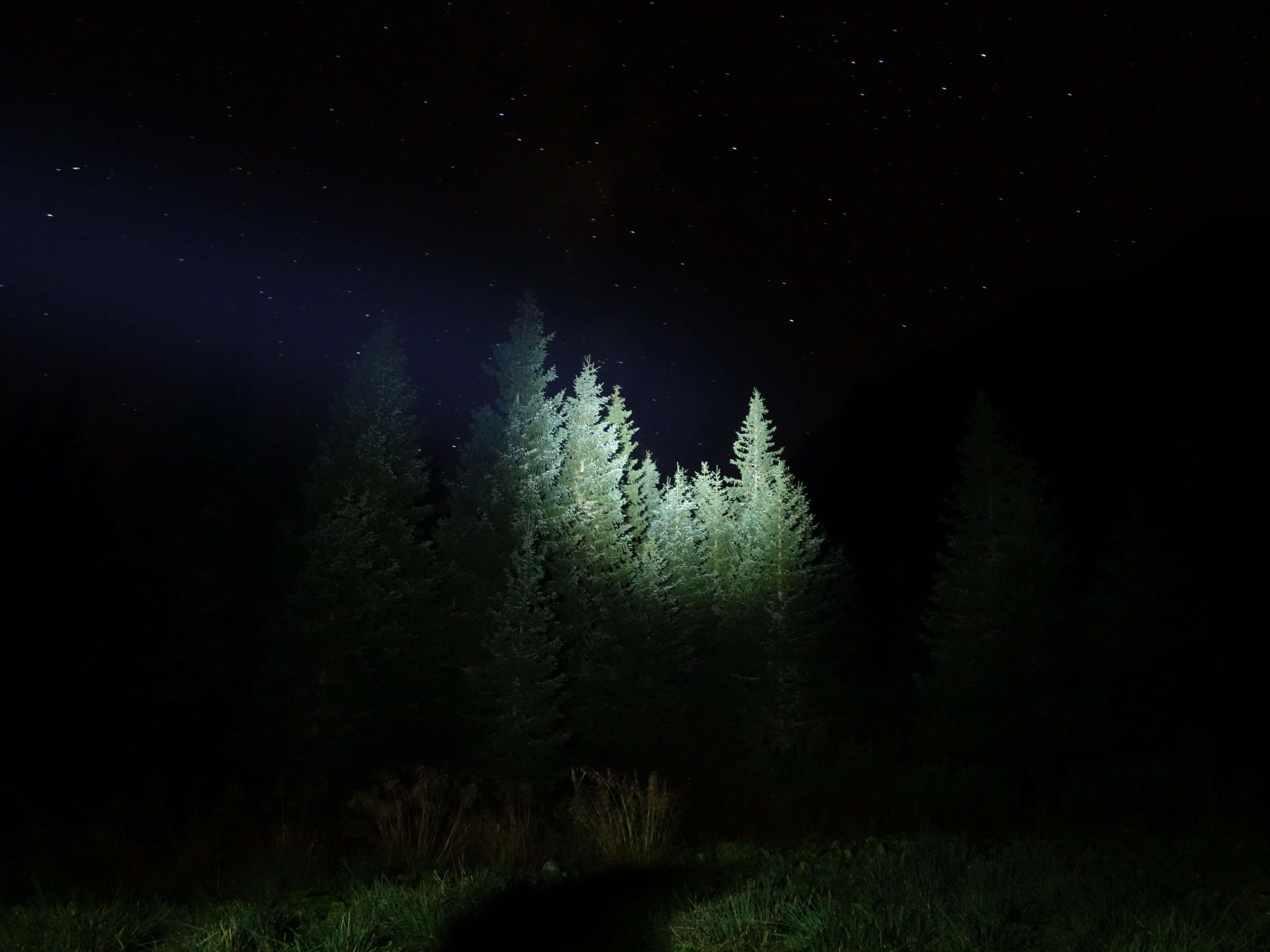 light, astronomy, 4K, pine tree, pine woodland, tree, late night, space, scenics - nature, star - space, nature, no people, coniferous tree, tranquility, HD Wallpaper