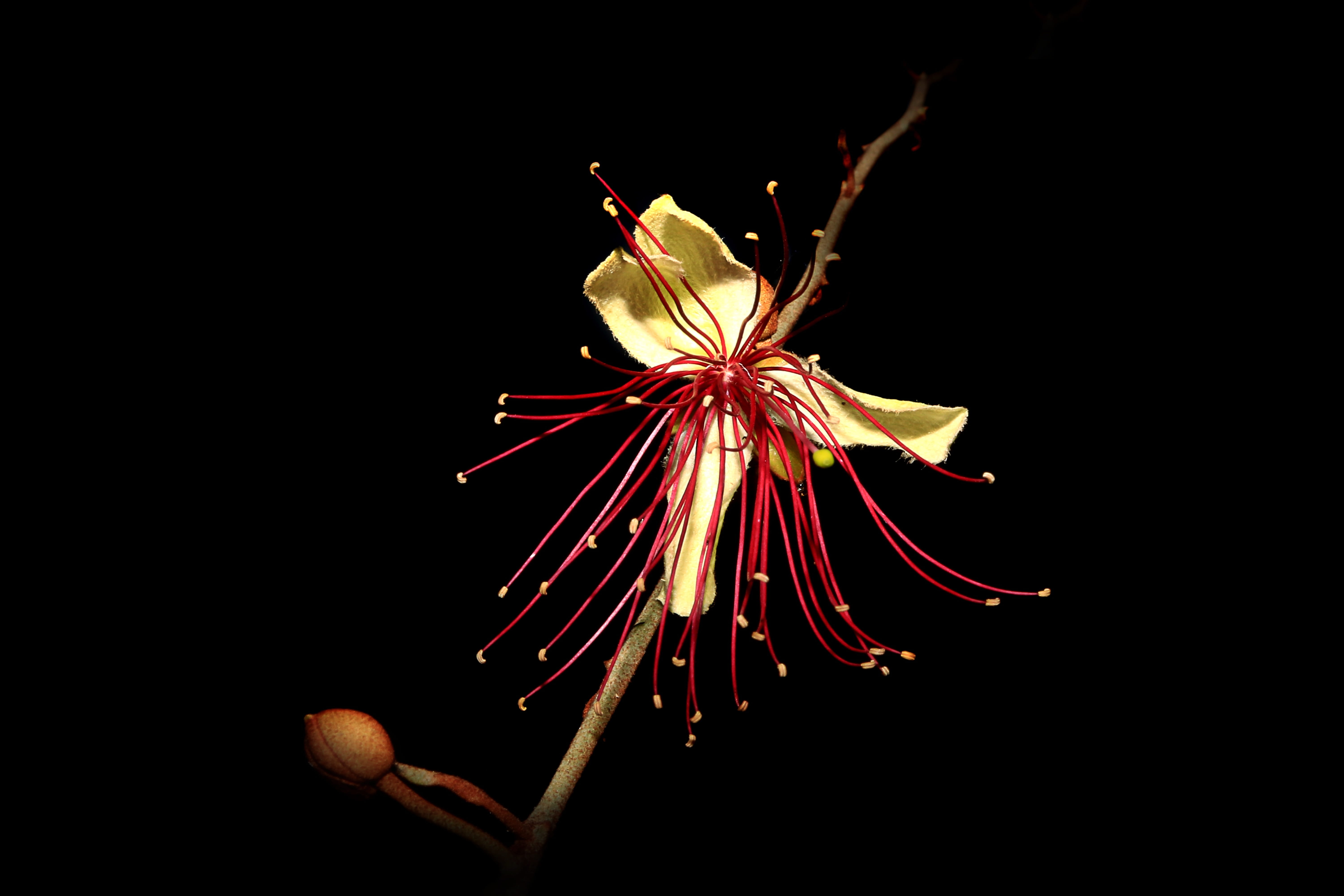 plant, vulnerability, pollen, flower garden, red, flower head, black Background, close-up, night, late into the night, inflorescence, no people, Pink, beauty in nature, HD Wallpaper