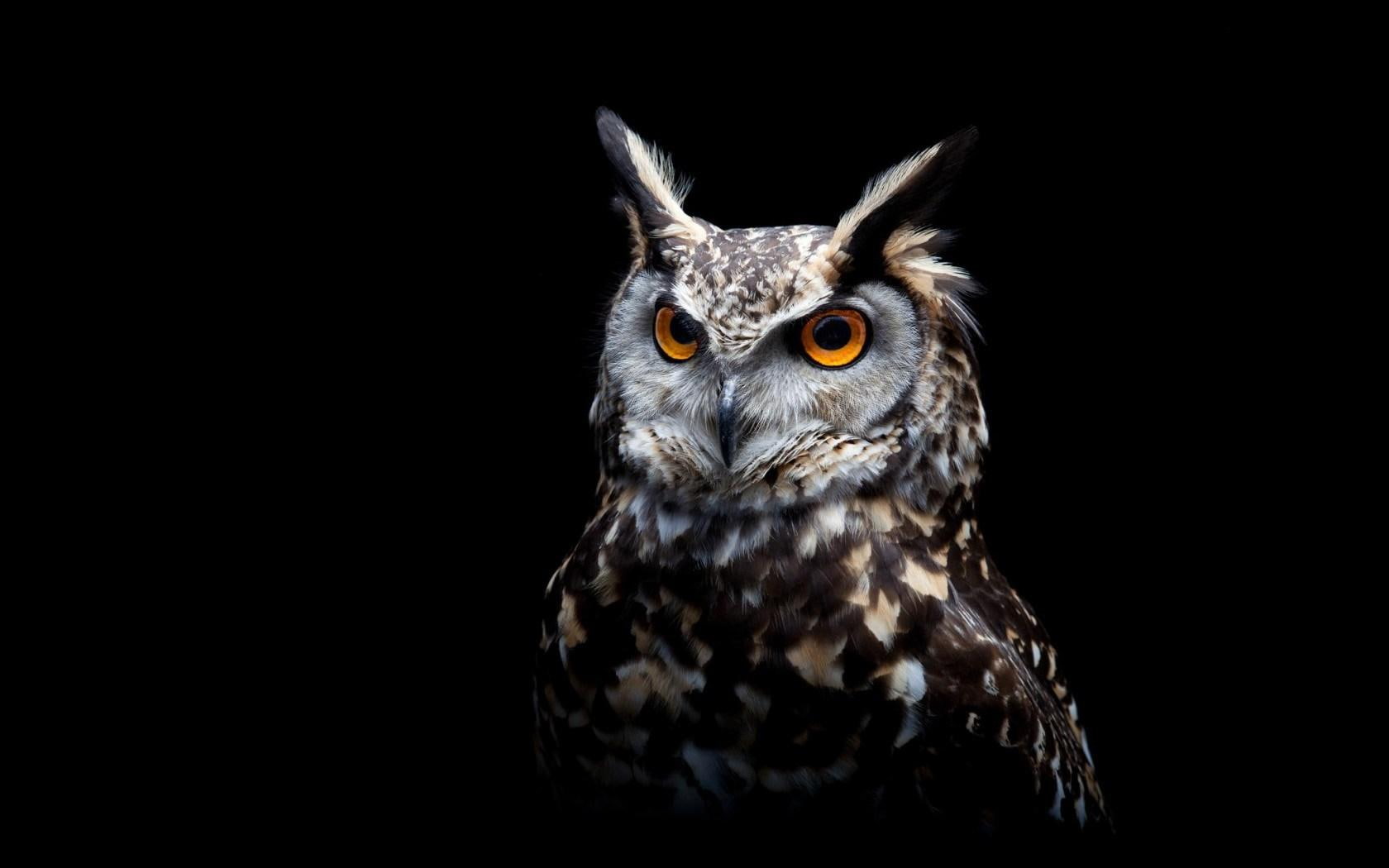 720P, eyes, owl, HD Wallpaper