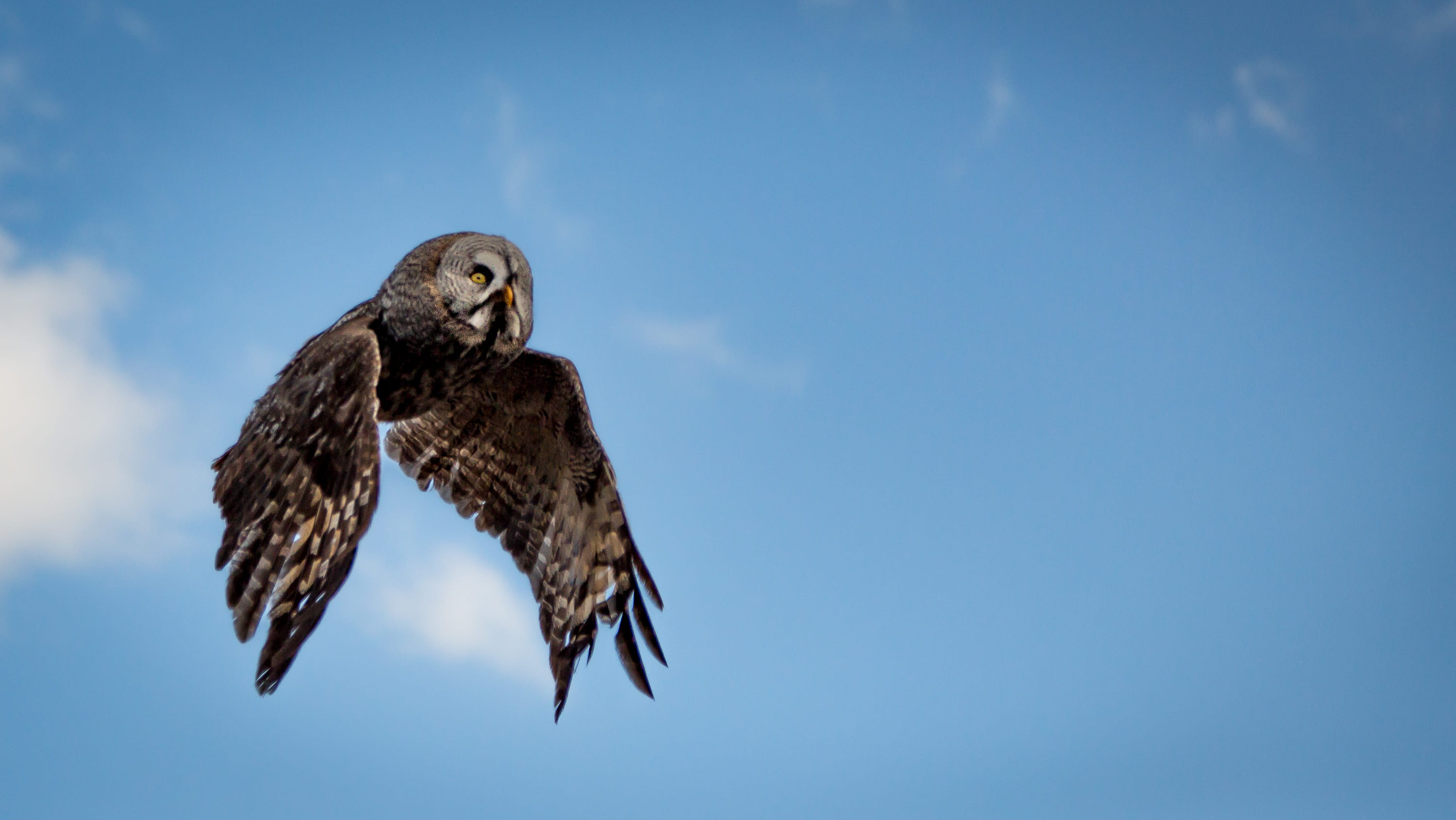 oiseau, photography, wing, blue sky, spread wings, clear sky, owl, bird of prey, flight, 2K, gray, falcon - bird, animal themes, copy space, brown, angle, HD Wallpaper
