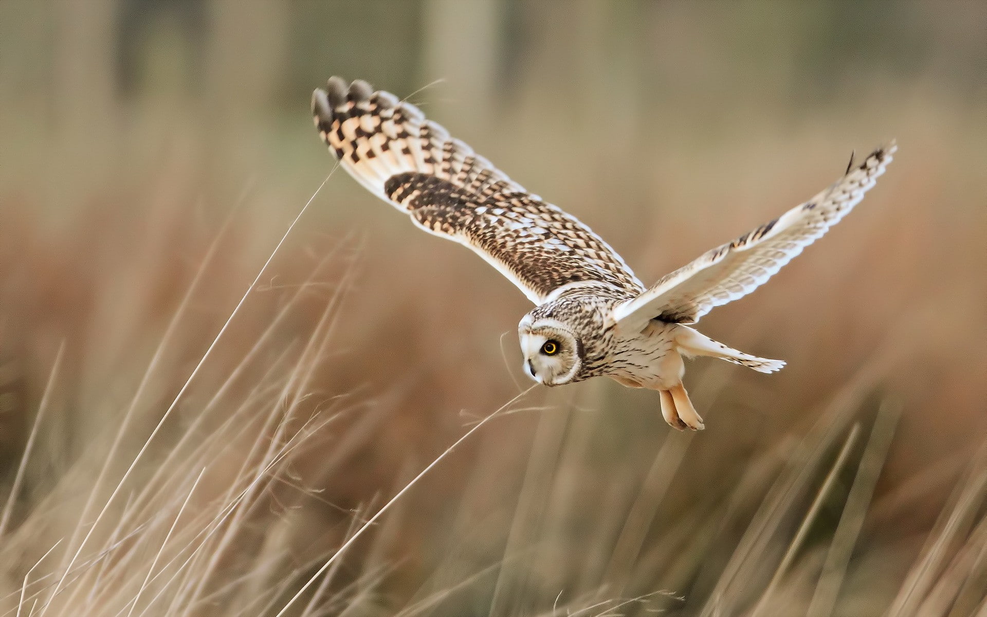 1080P, owl, Bird, flight, HD Wallpaper