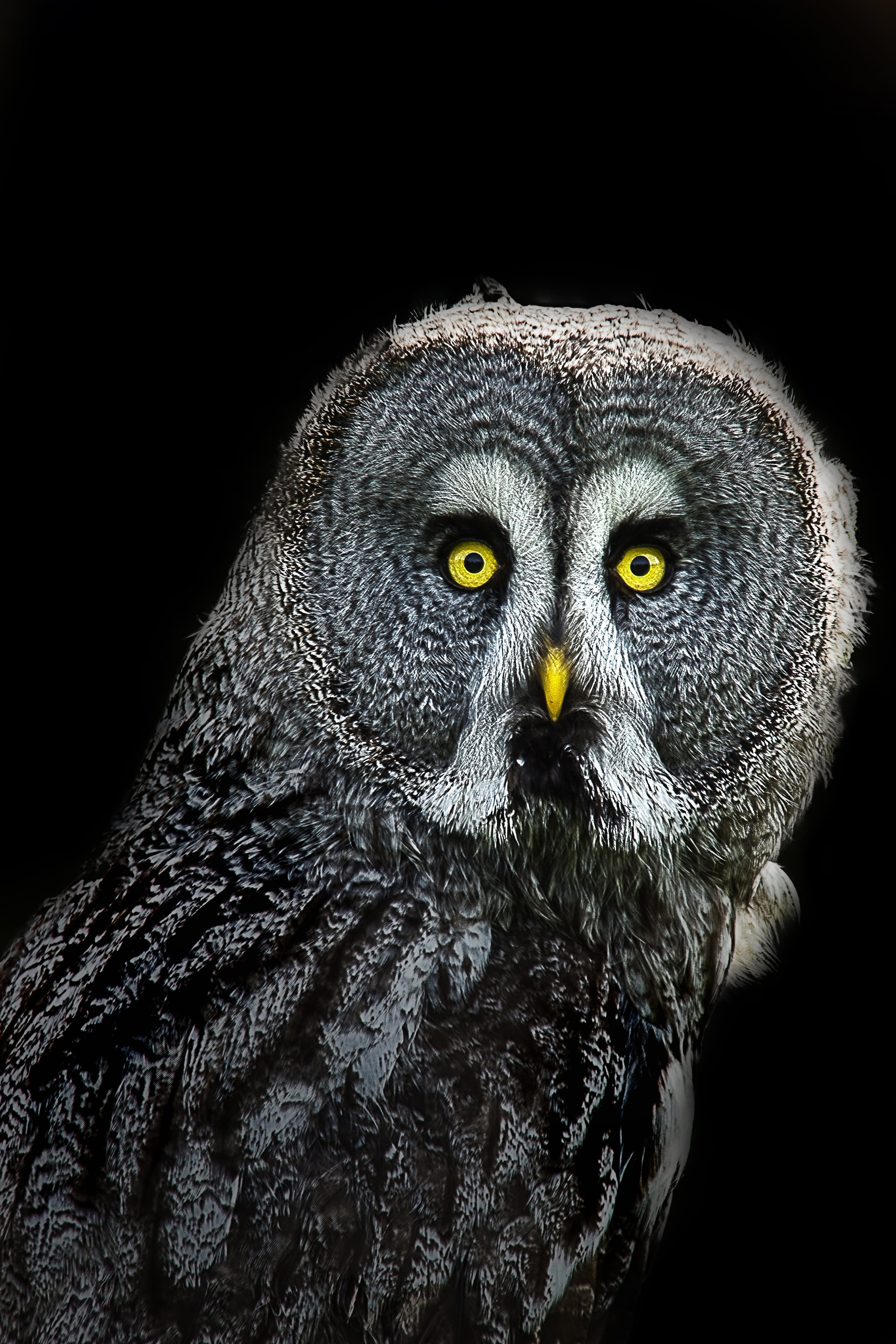 portrait, bird, one animal, animal head, indoors, yellow eyes, animals in the wild, looking at camera, animal body part, black background, no people, animal wildlife, Phone HD Wallpaper