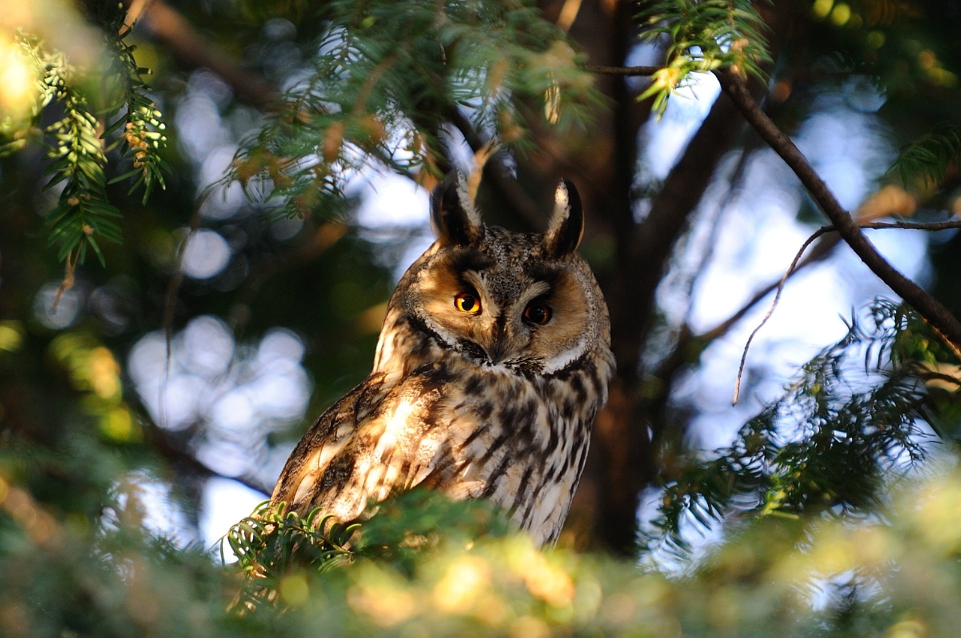 shade, animal themes, one animal, portrait, feather, rodent, brown, wildlife, nature, bird of Prey, vertebrate, low angle view, animals In The Wild, forest, HD Wallpaper