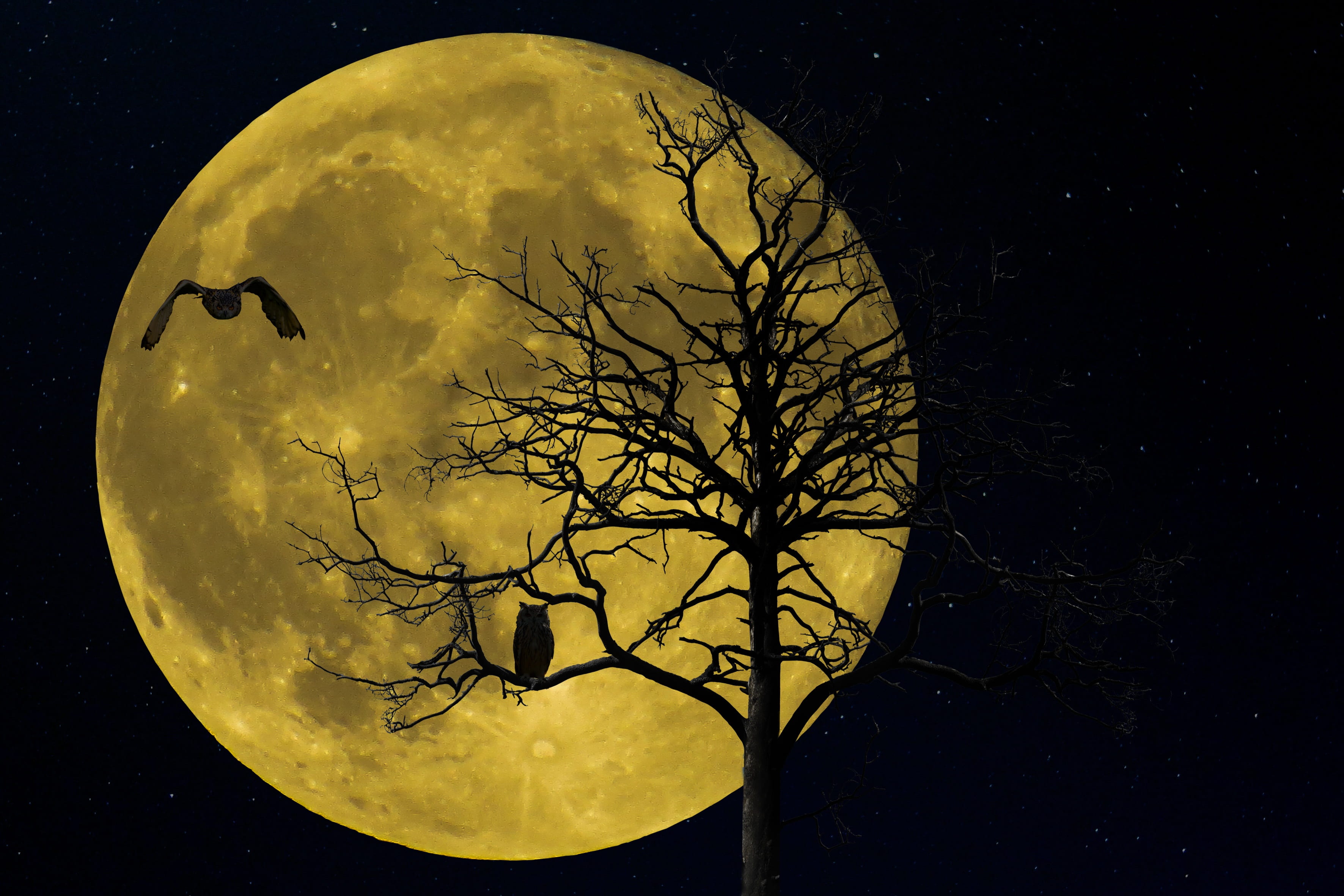 nature, branch, tree, no people, moon, space and astronomy, circle, astronomy, bird, night, beauty in nature, sky, full moon, trees, winter, moonlight, HD Wallpaper