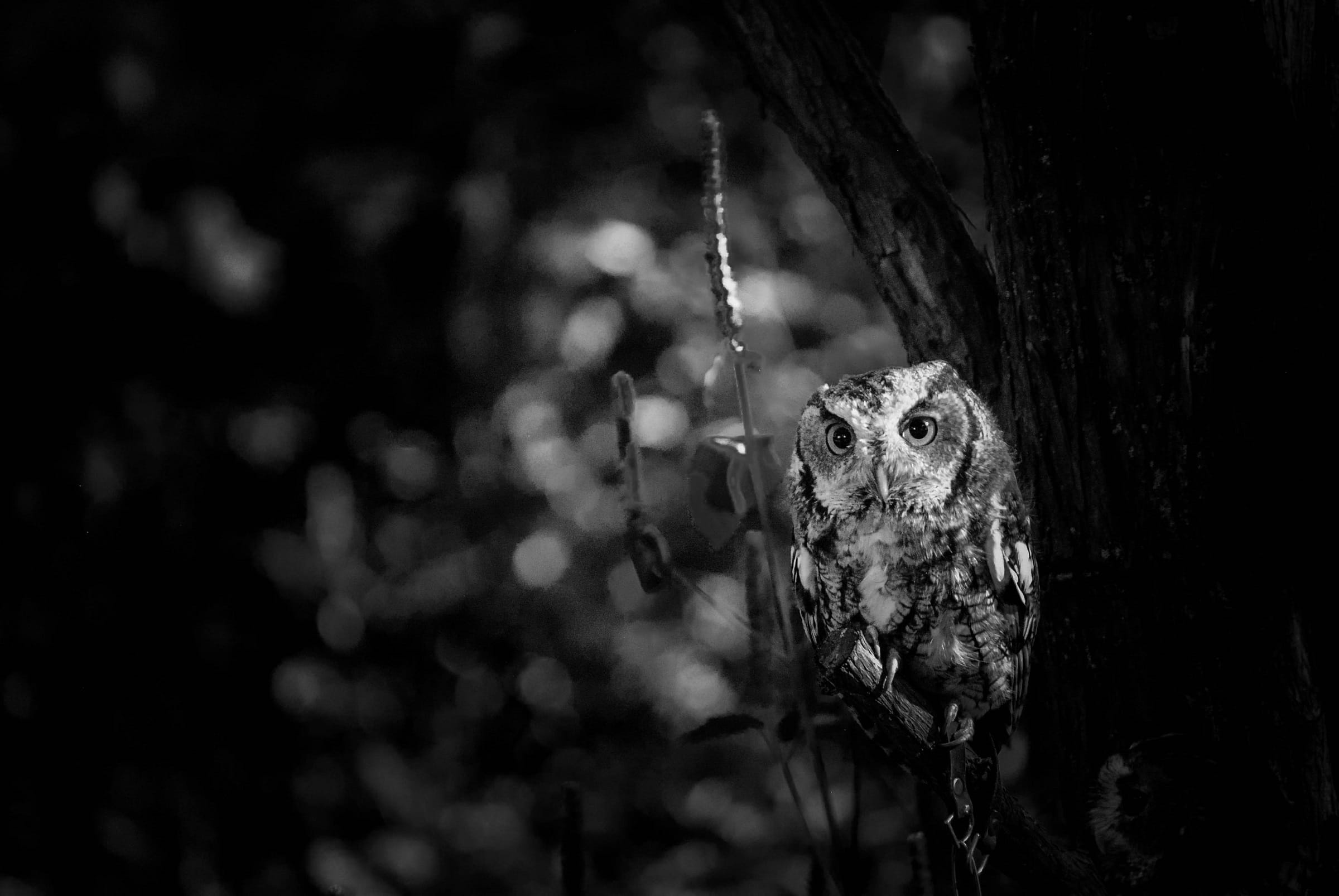 watching, mammal, predator, black and white, close-up, animals in the wild, wildlife, day, raptor, trunk, looking, forest, hunter, nature, wild, 1080P, HD Wallpaper
