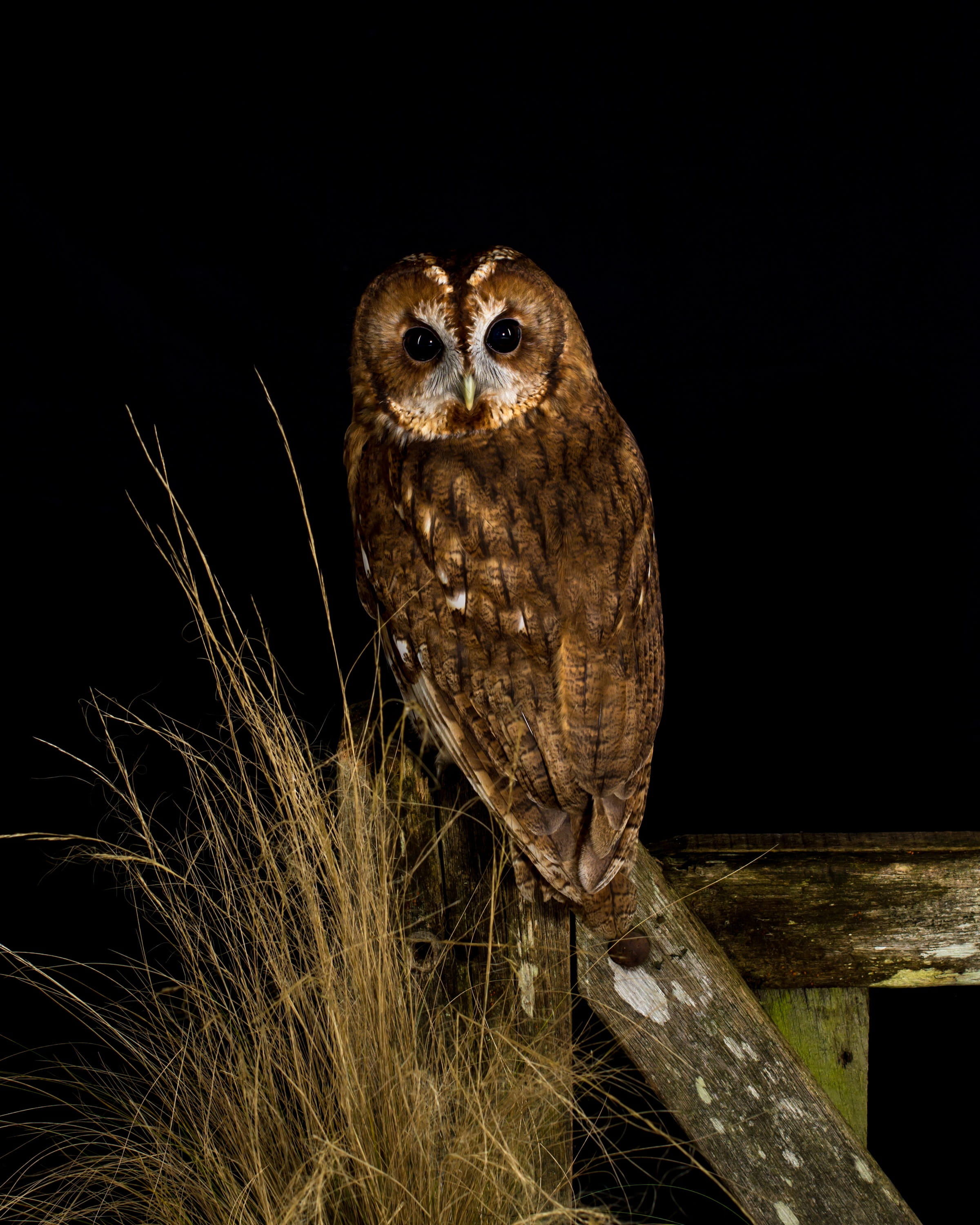 portrait, looking at camera, no people, animal head, animal, plumage, bird, one animal, nature, black background, night, wildlife, feathers, perched, animal wildlife, Phone HD Wallpaper