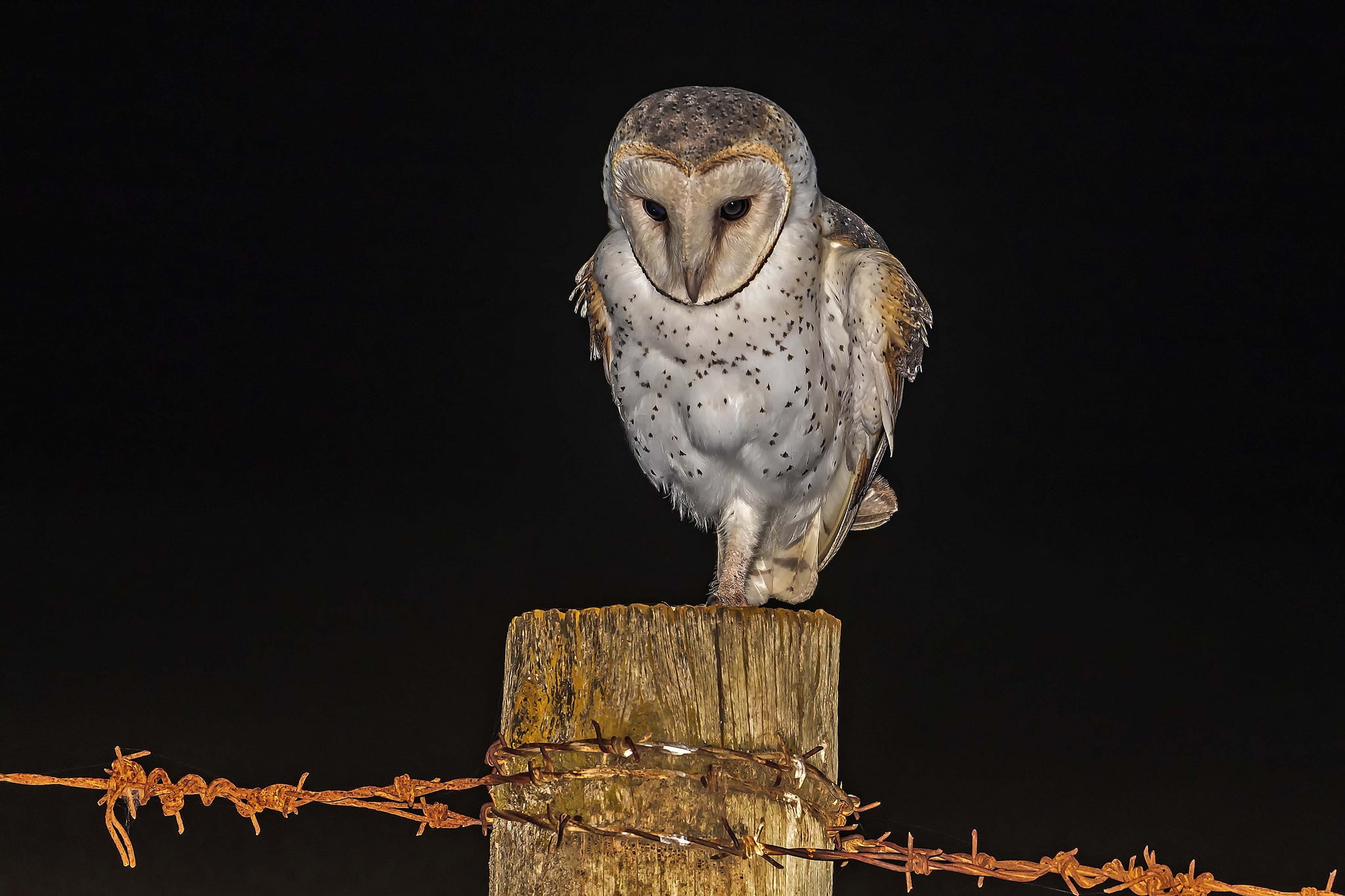 owl, night, hunting, 1080P, HD Wallpaper