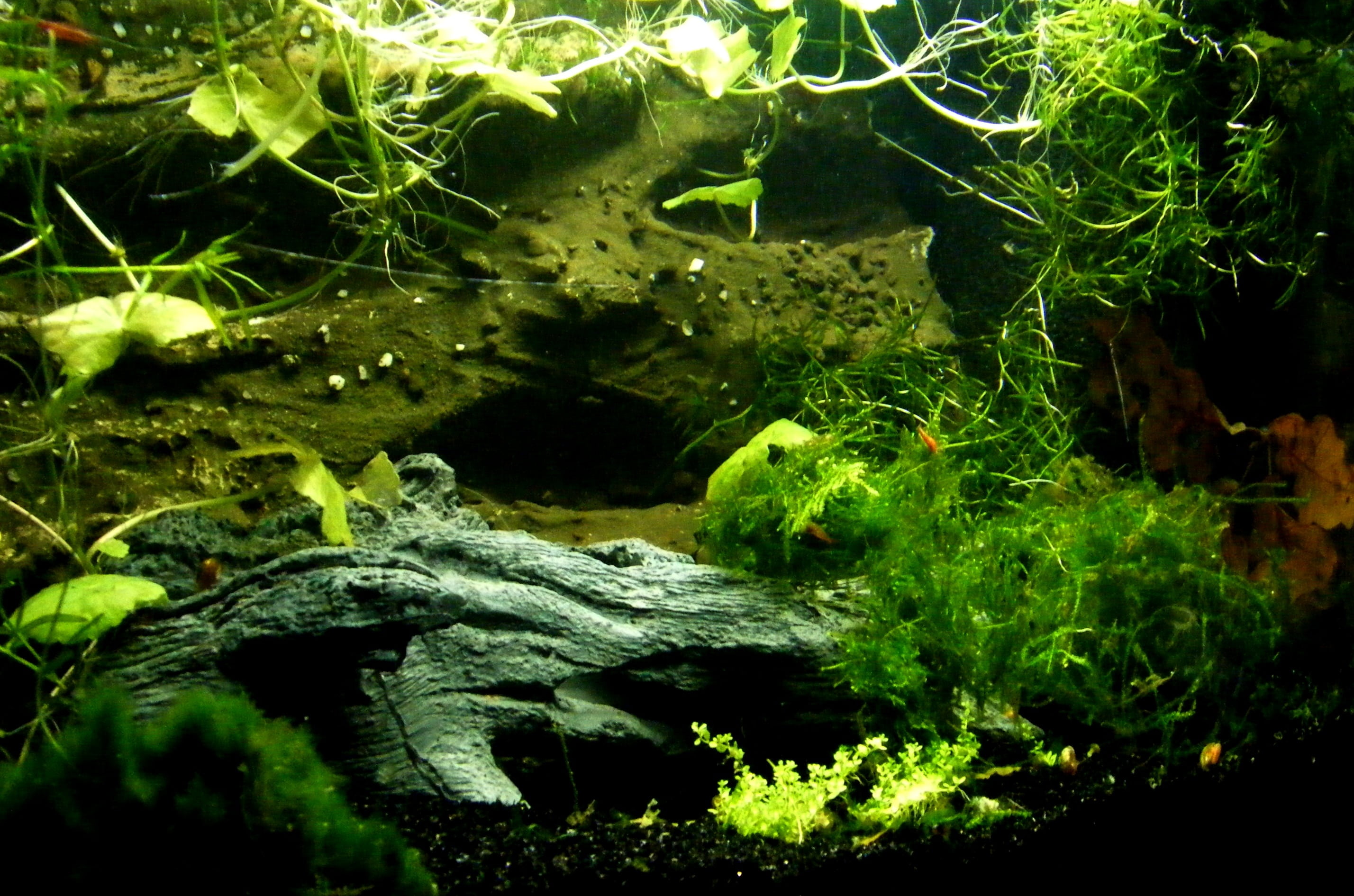 plant part, aquatic plants, animal, plant, water, setup, tree, outdoors, nature, growth, moss, animals in the wild, lake, aquarium, creature, high angle view, HD Wallpaper