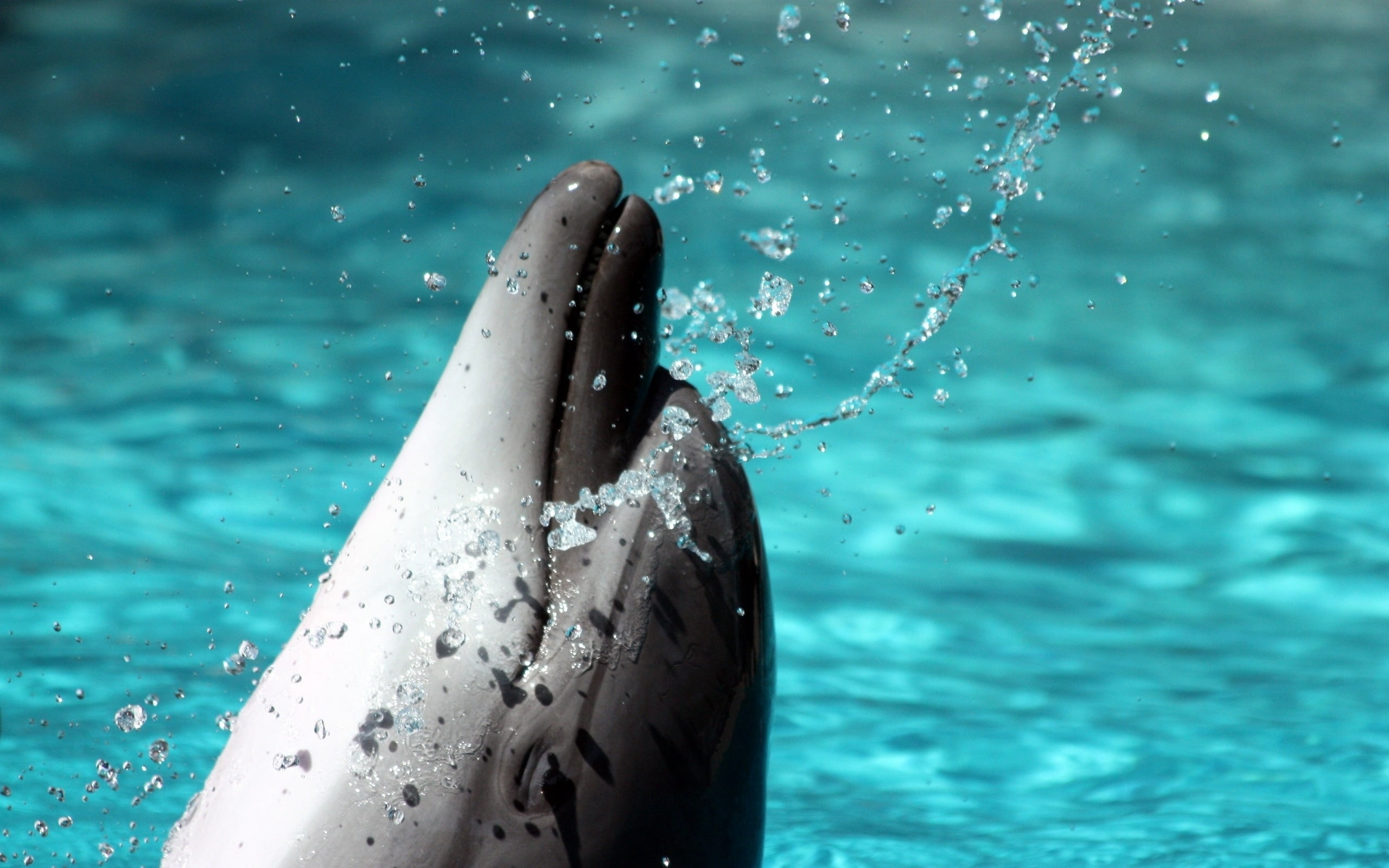 white, aquatic Mammal, animal wildlife, outdoors, bottle-nosed Dolphin, swimming Animal, real people, animal themes, focus on foreground, animals And Pets, HD Wallpaper