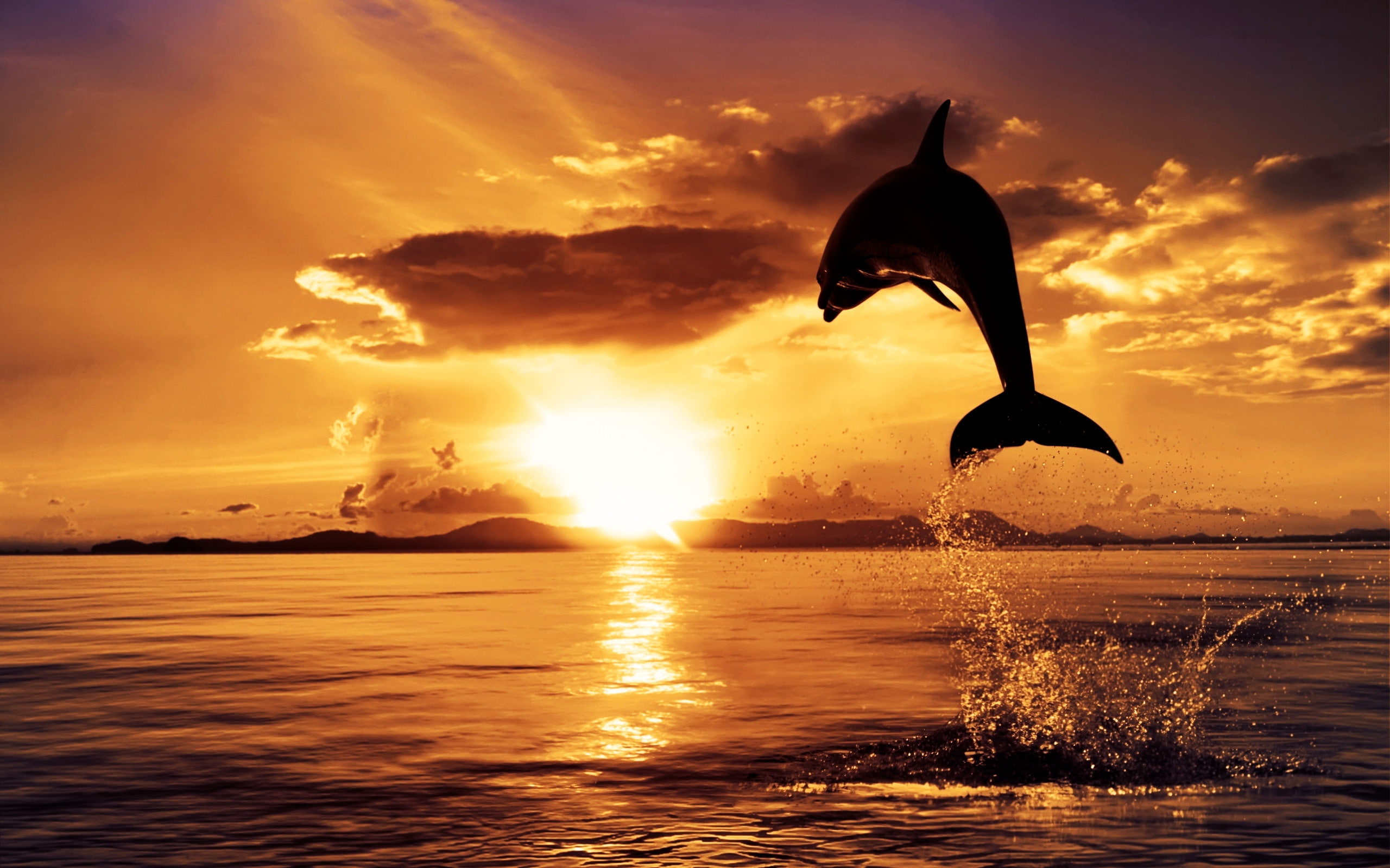 ocean, dolphin, water, sunset, air, 2K, HD Wallpaper