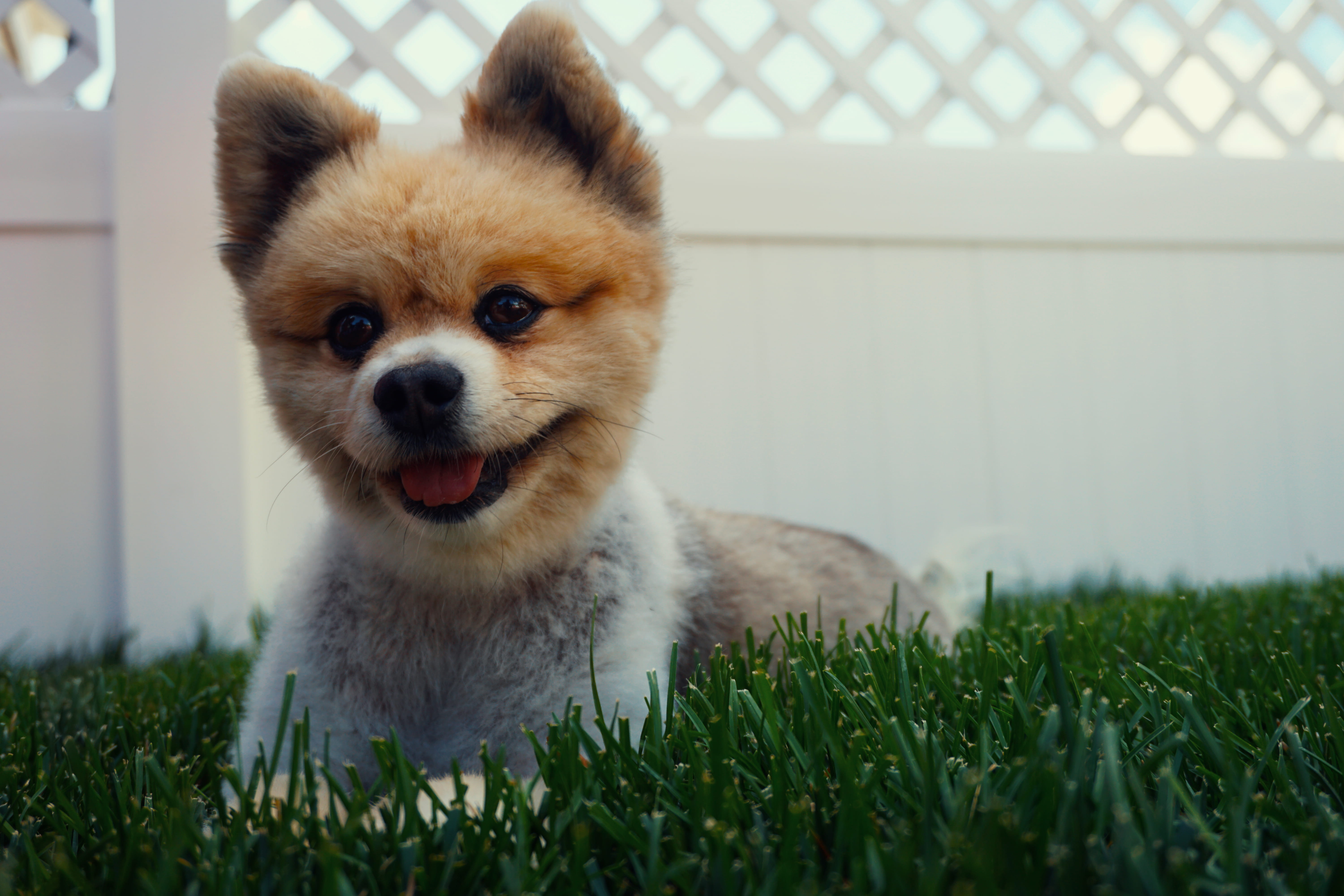 hd, pool, mouth open, domestic, pets, beautifulhd, united states, animal themes, baby puppy, cute, plant, puppy, canine, adorable dog, mammal, nature, portrait, HD Wallpaper
