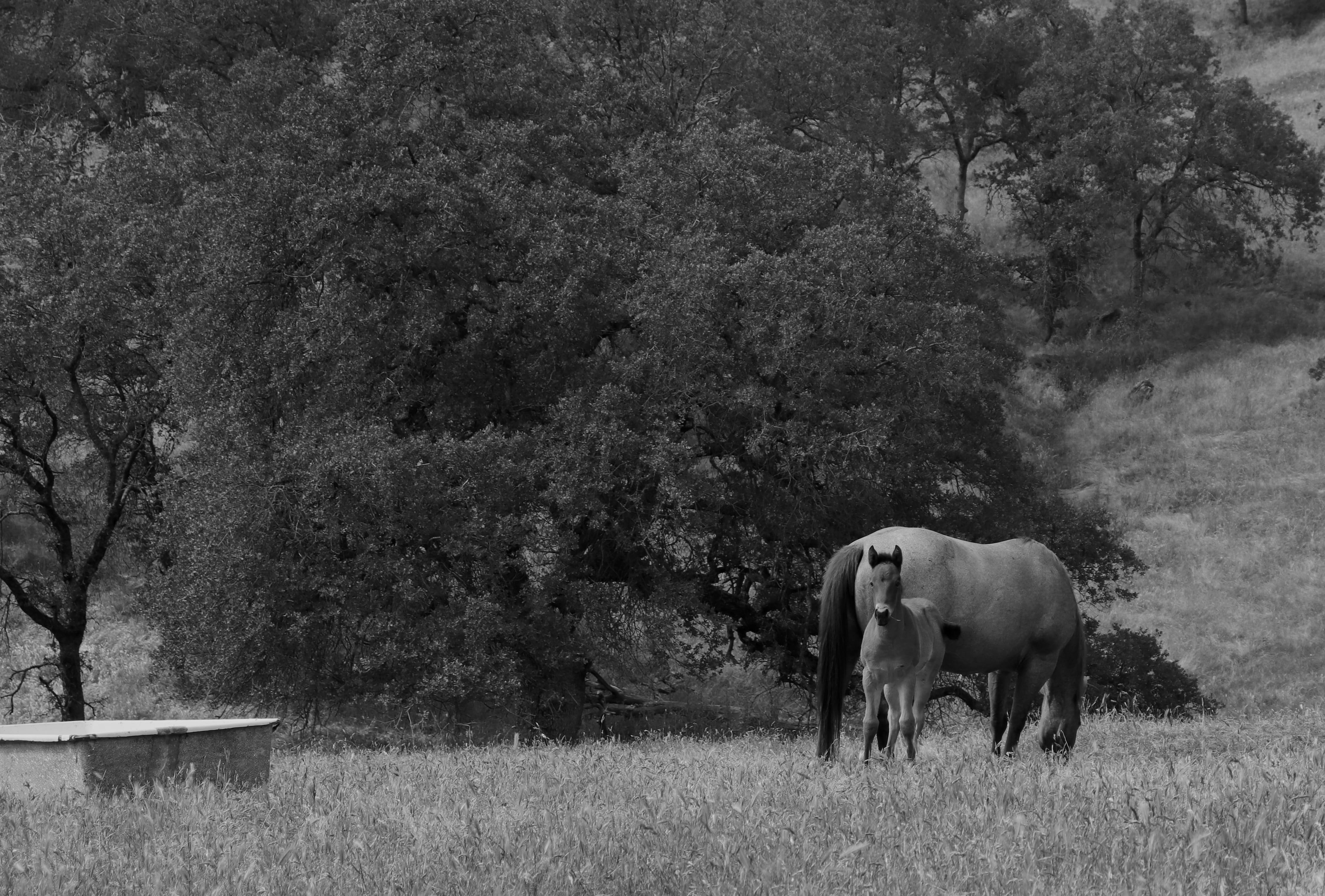 day, animal wildlife, animals, baby, nature, animals in the wild, land, three rivers, tree, livestock, vertebrate, foothills, 4K, plant, black and white, HD Wallpaper