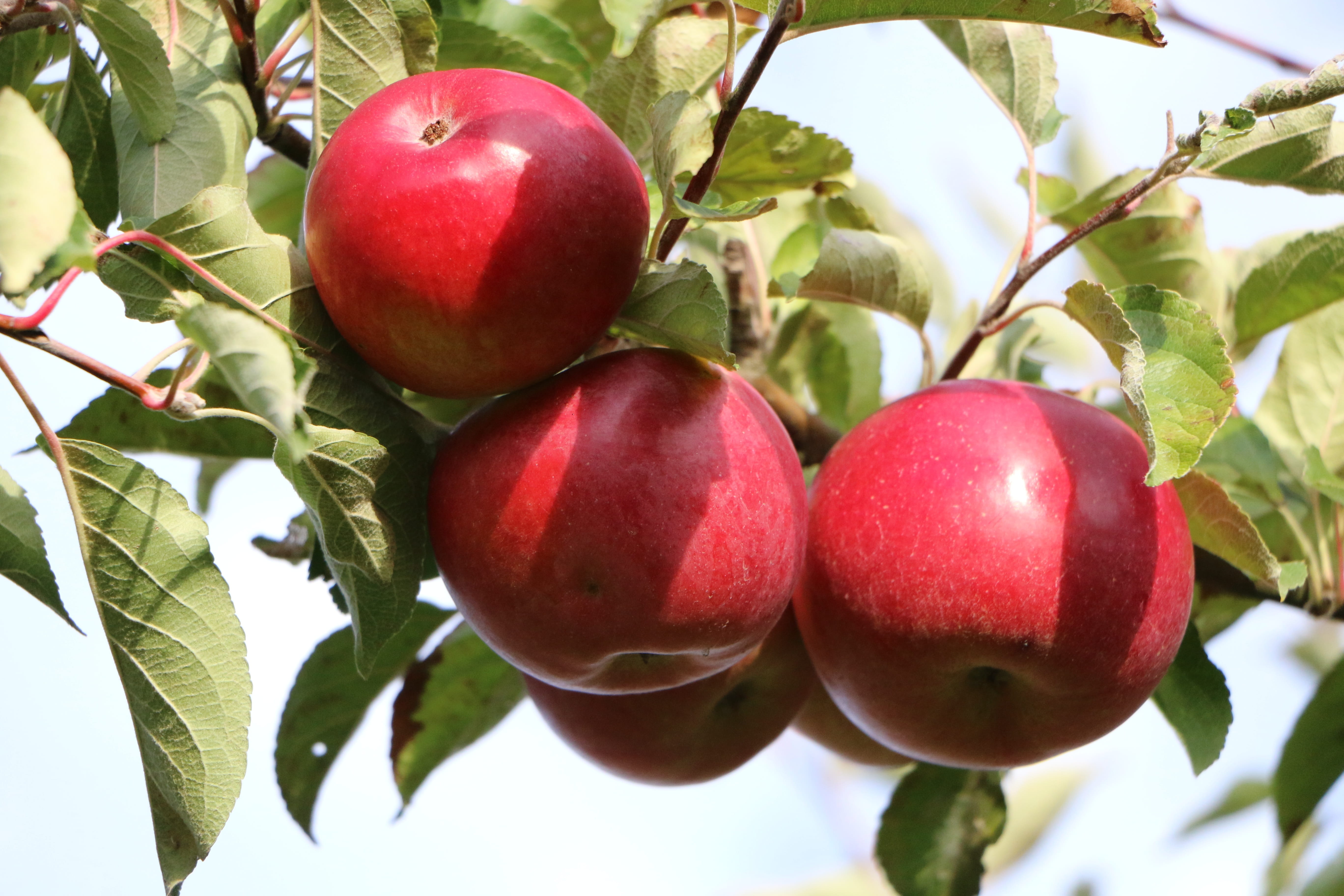 healthy, healthy eating, tree, outdoors, food and drink, vitamins, bio, growth, delicious, autumn, harvest, small group of objects, apple orchard, plant part, HD Wallpaper