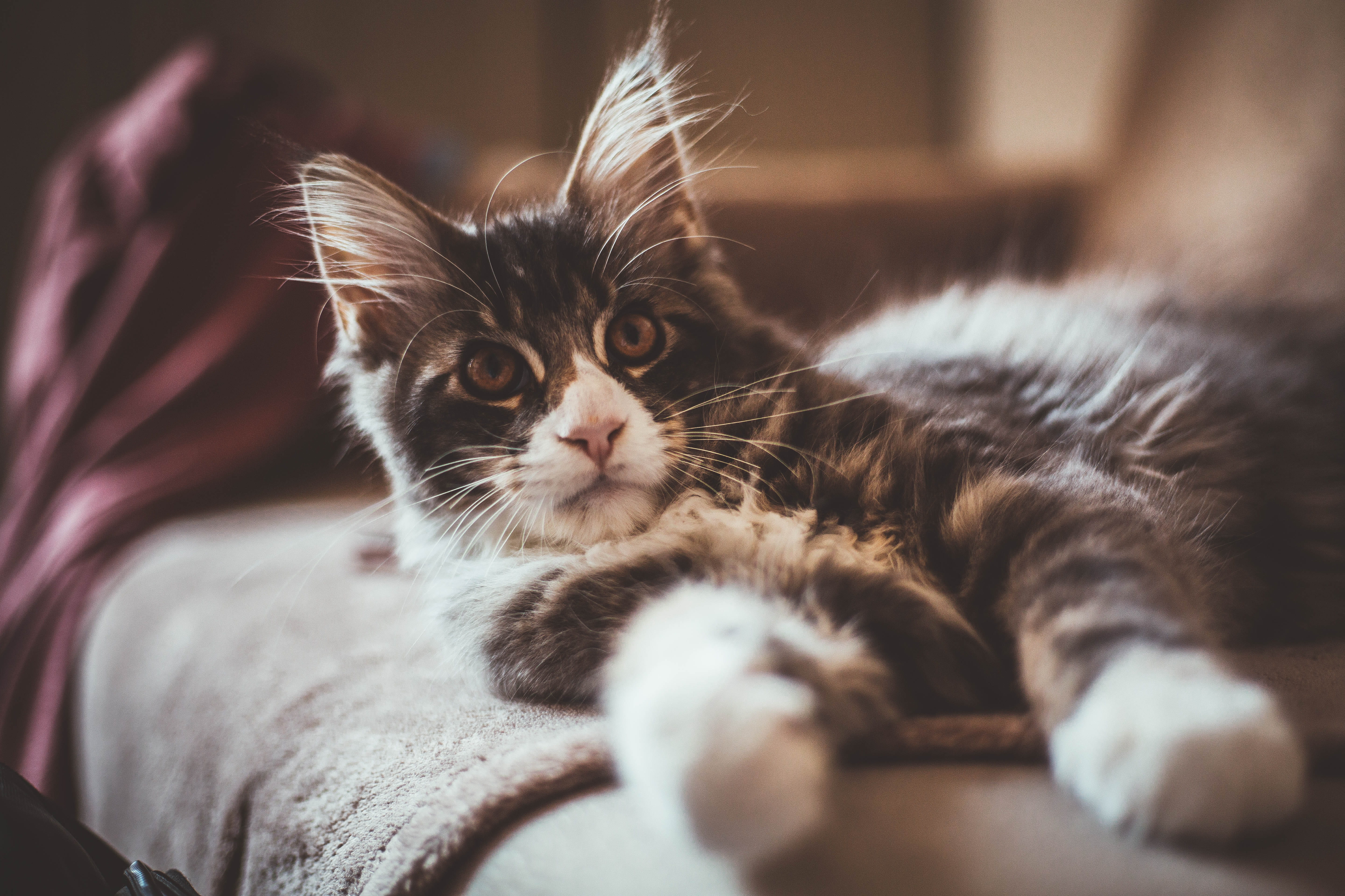 manx, relaxation, animal, black, young animal, whisker, plywood, domestic animals, animal head, puppy, 5K, hardwood, siamese, portrait, selective focus, HD Wallpaper