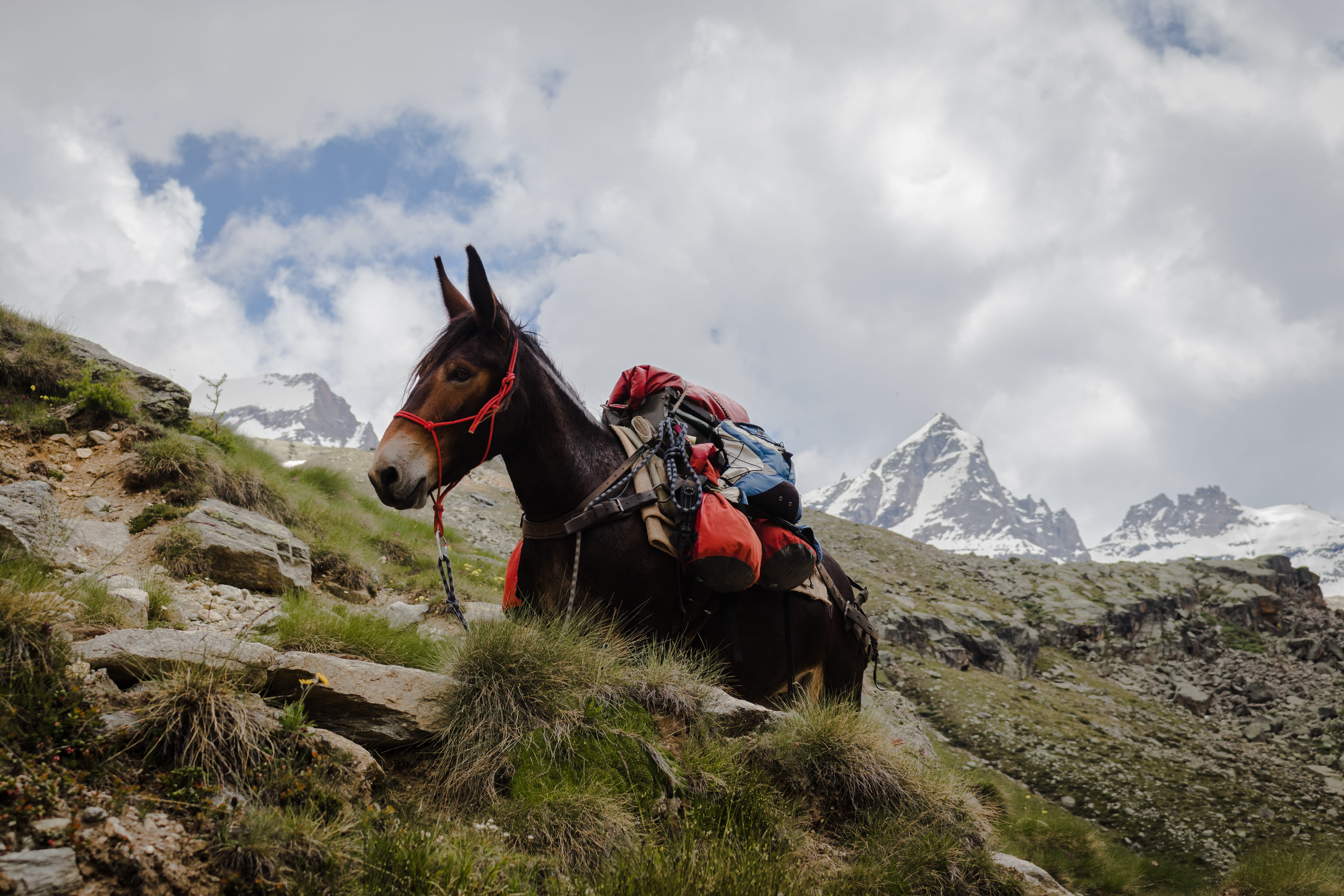 nature, carrier, mule, horse, adventure, beauty In Nature, 5K, climbing, landscape, top, sport, scenics, back country, rural Scene, working, rock, person, HD Wallpaper