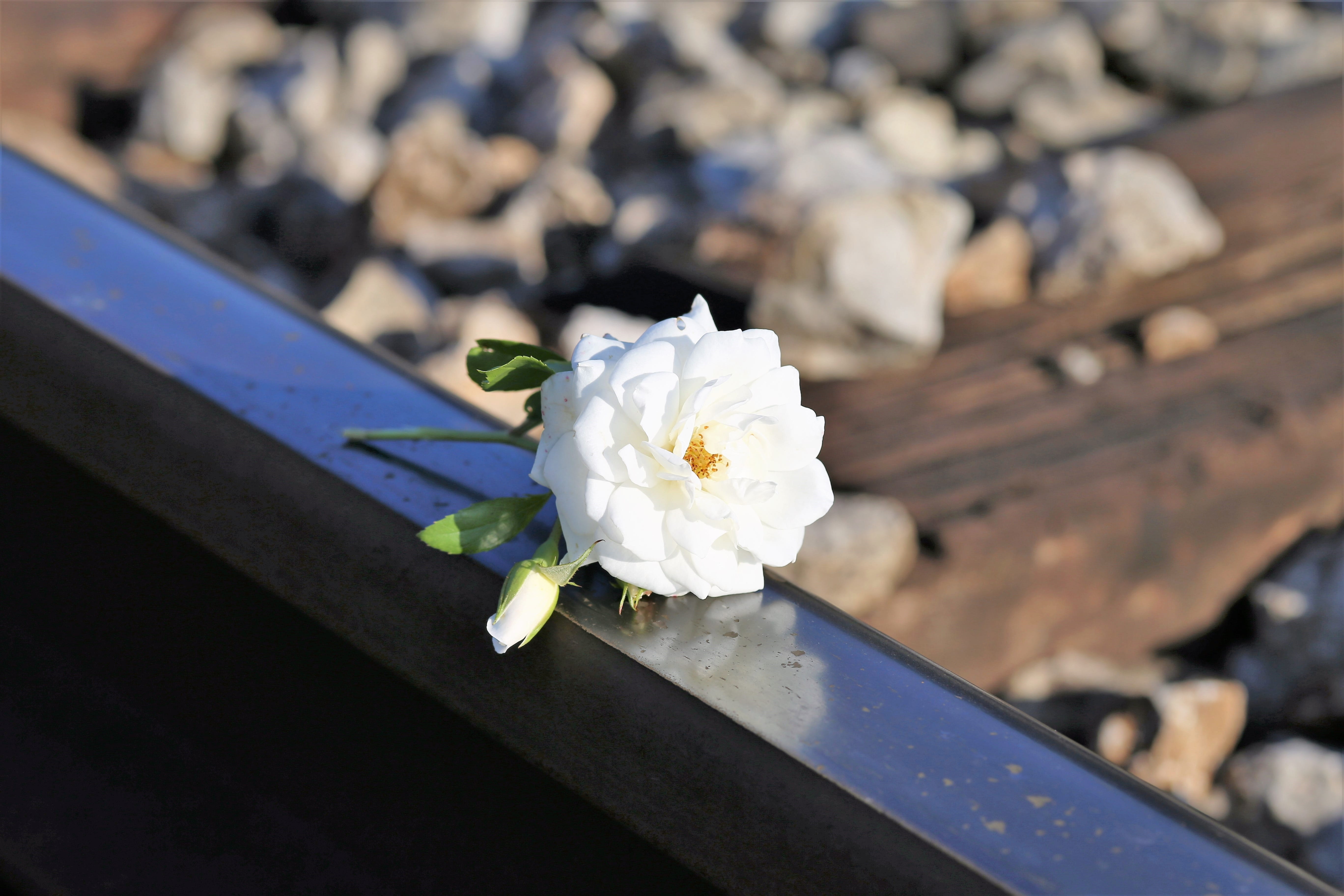 flowering plant, vulnerability, school stress, flower arrangement, nature, petal, flower, exam stress, Suicide, Children, who leaves us too soon, tiny fragile white rose, HD Wallpaper