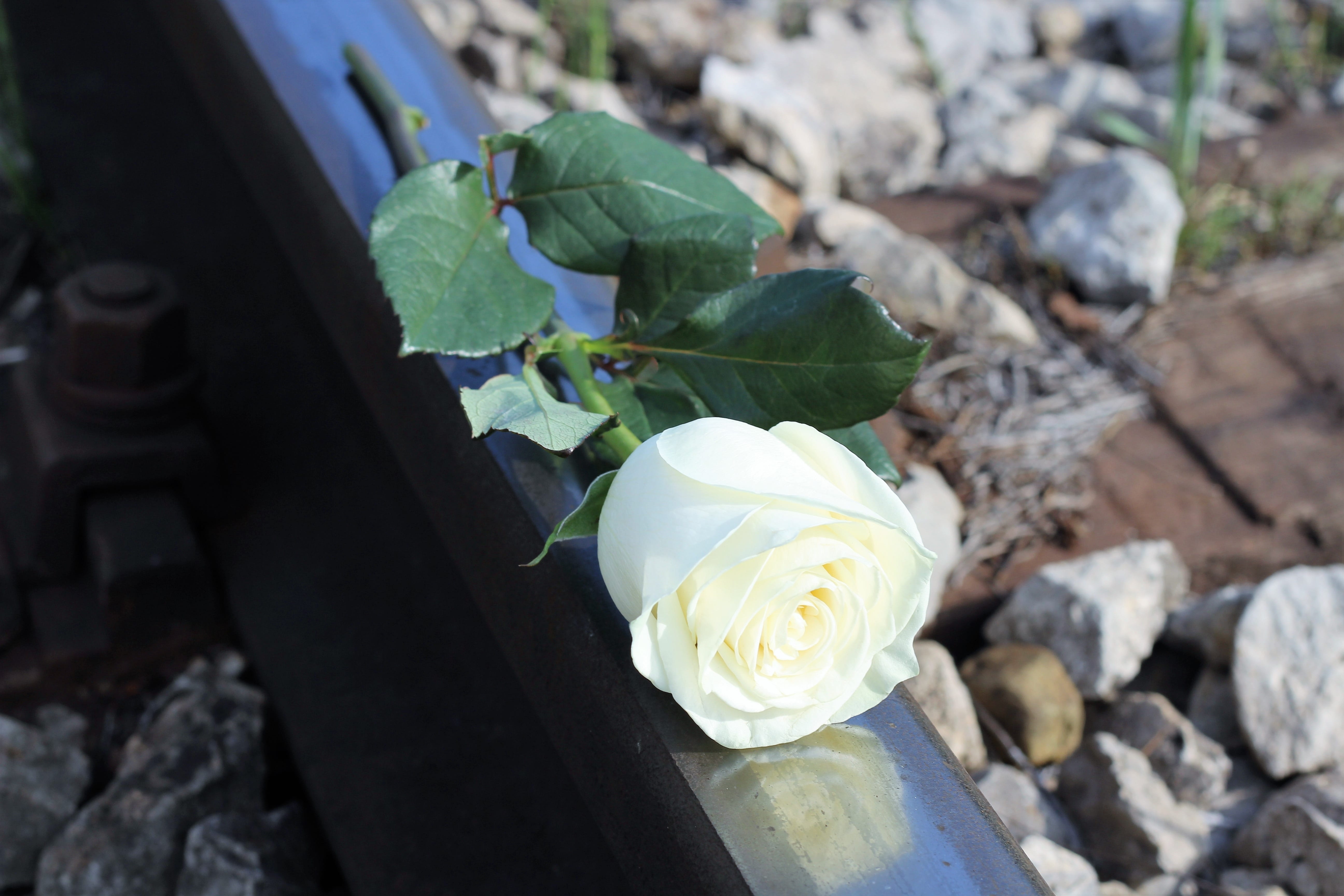 competitive education system, stop school violence, 5K, ruthless education system, leaf, railway, flower, nature, academic sress, rose - flower, flower head, HD Wallpaper