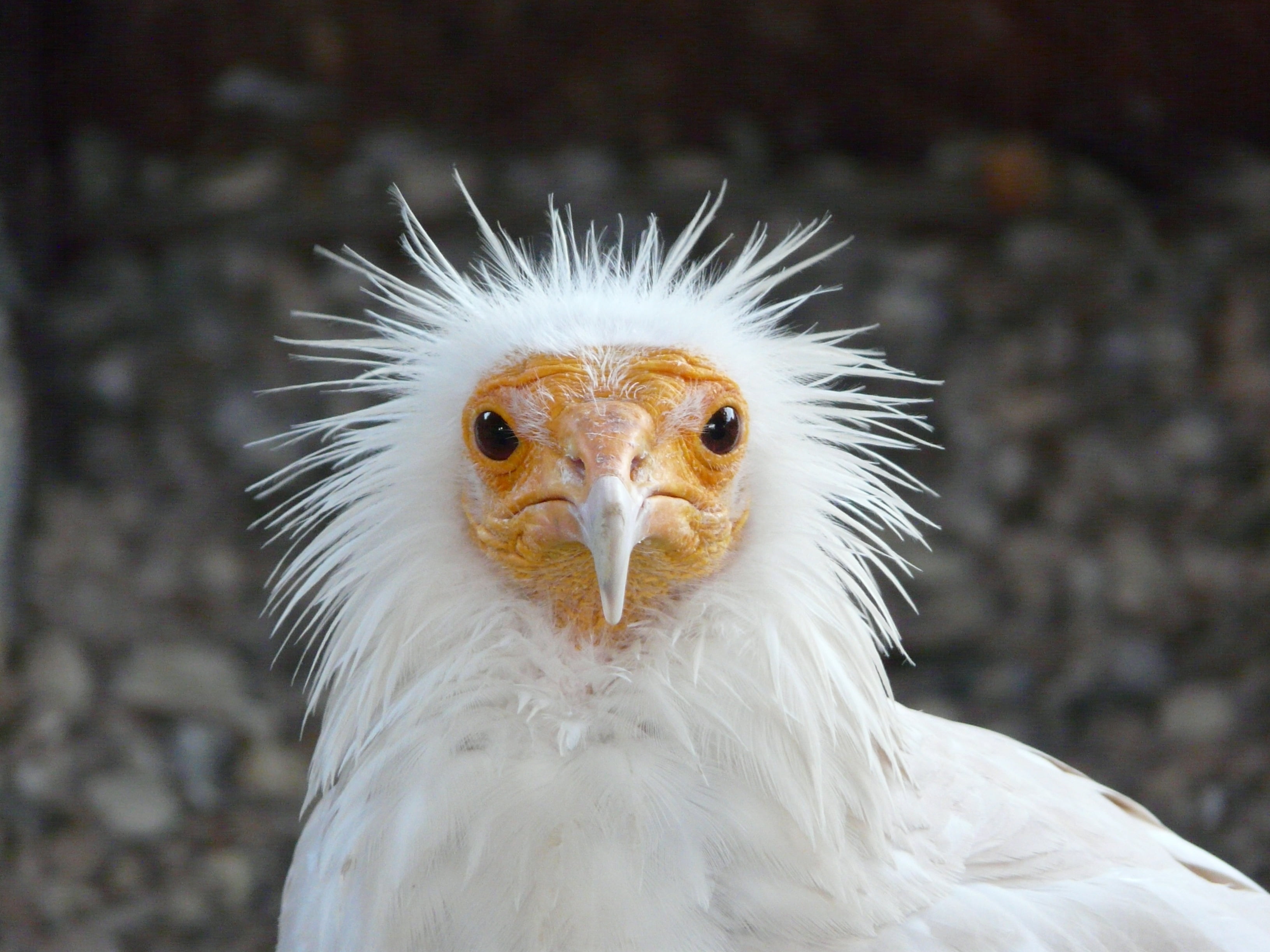 white color, nature, animals in the wild, feather, portrait, no People, white, close-up, animal wildlife, animal Head, animal Eye, bird of prey, eagle, HD Wallpaper