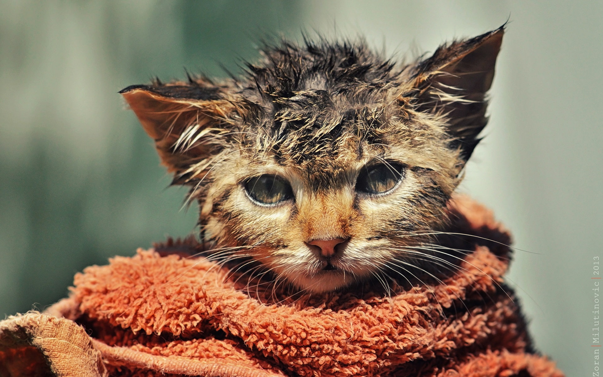 Disheveled, Towel, Cute, Kitten, Wet, 1080P, HD Wallpaper