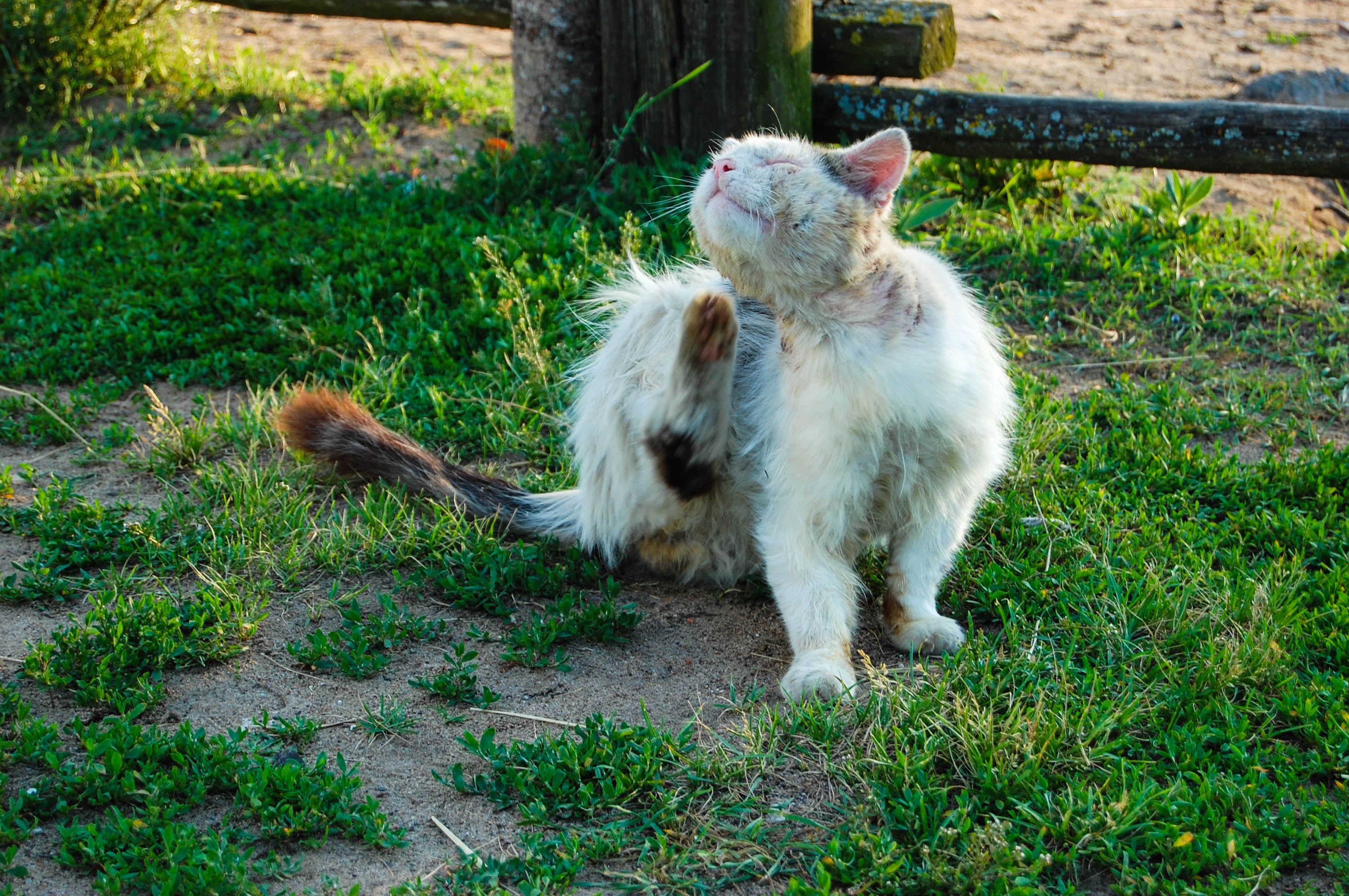 green color, feline, cat, day, yellow, grubby, dog, dirty cat, lying, naughty, outdoors, hungry, pets, canine, sick cat, animal, the beastly, shabby cat, HD Wallpaper