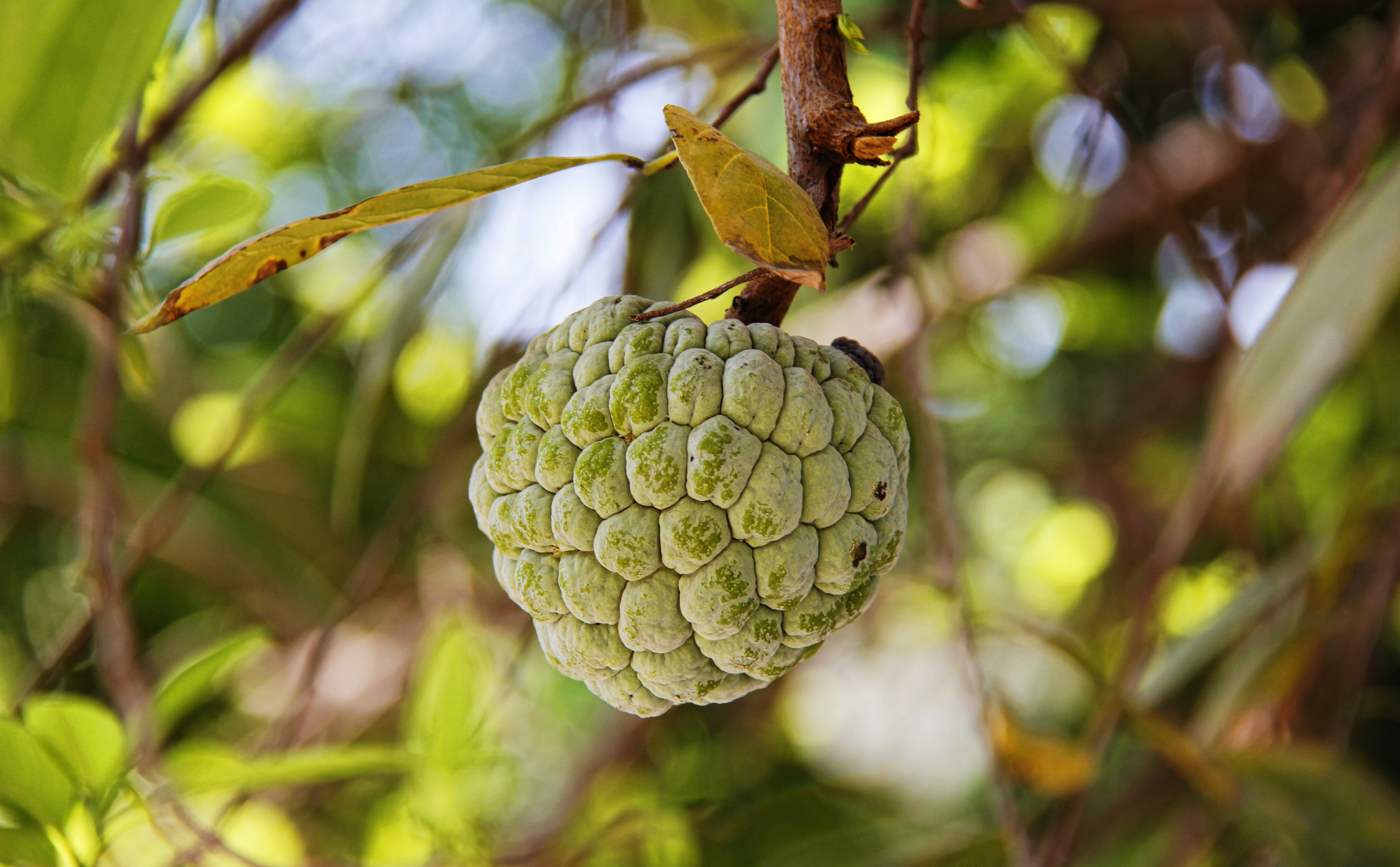Macro, fruit, hanging, green, leaf, 5K, tree, star, plant, focus on foreground, wellbeing, Aero, outdoors, food and drink, food, tropical fruit, ripe, HD Wallpaper