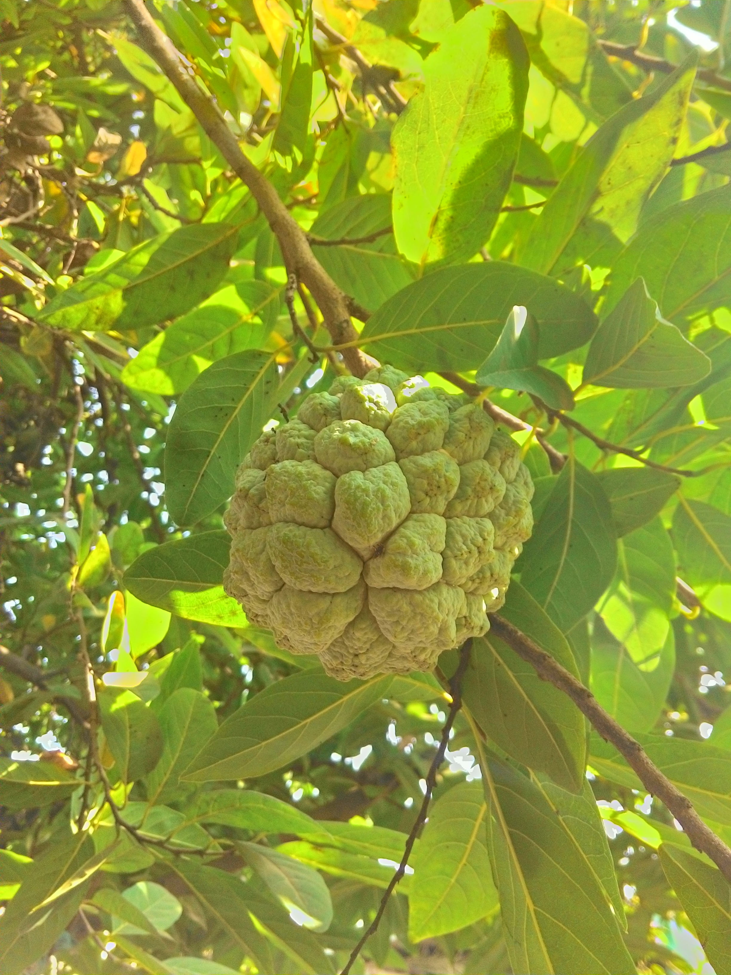 fruit, tree, leaf, focus on foreground, wellbeing, custard apple, food, no people, plant part, outdoors, freshness, green Color, fruits, plant, close-up, Phone HD Wallpaper