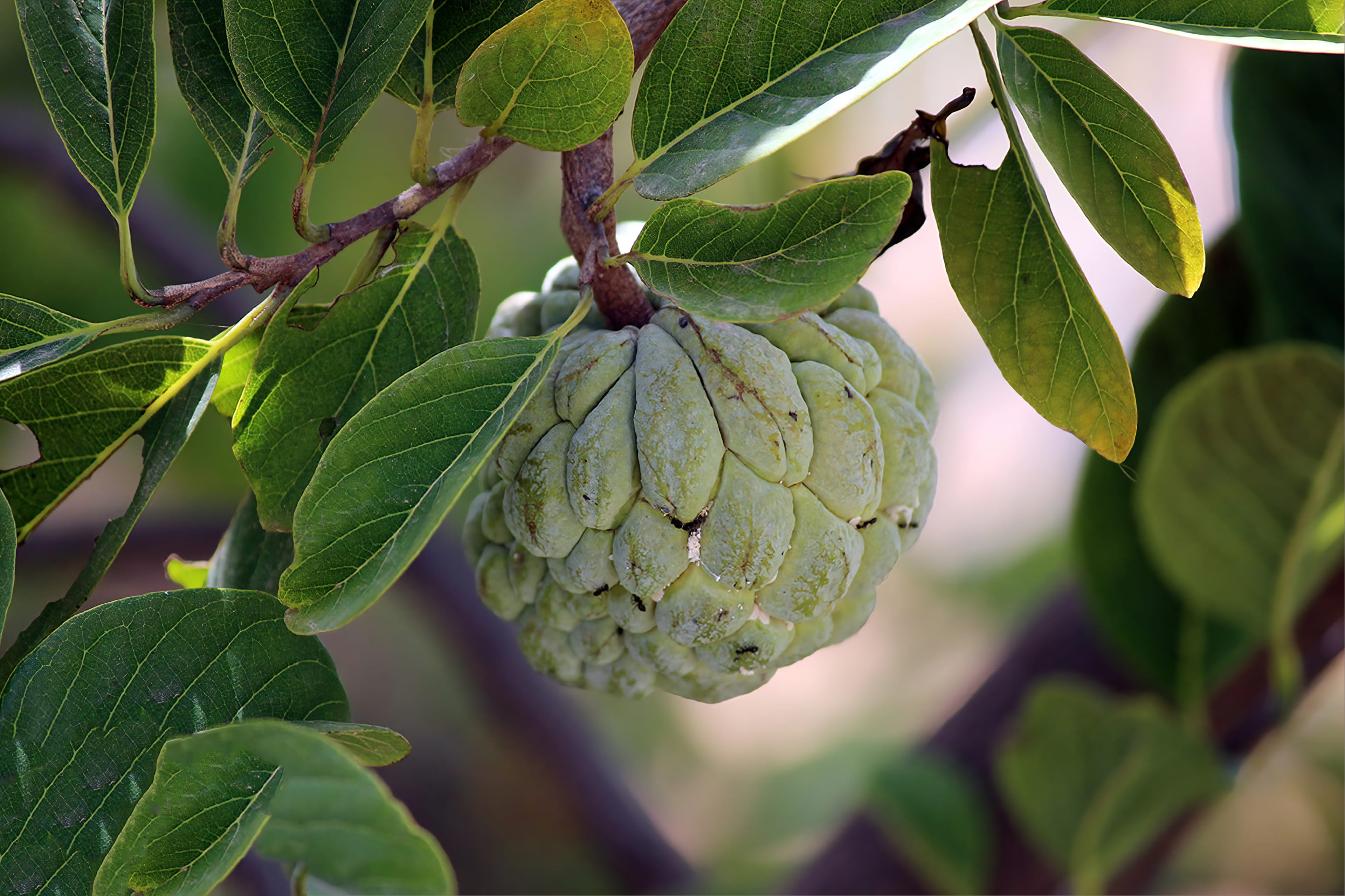 growth, leaves, pattern, plant, outdoors, ripe, close-up, freshness, apple, green color, dof, custard apple, wellbeing, healthy eating, green, 4K, beauty in nature, HD Wallpaper