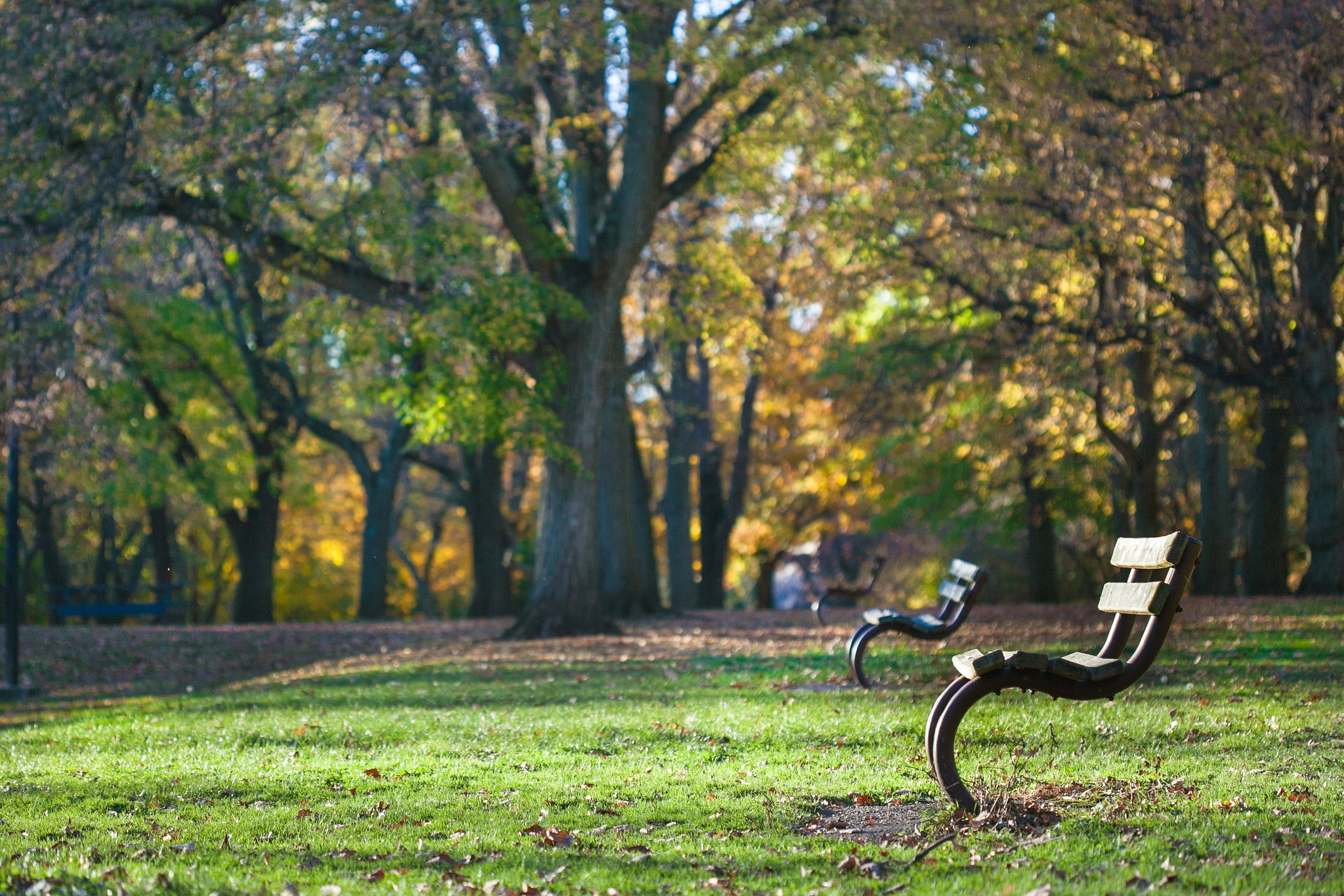 grass, no people, plant, autumn, absence, growth, nature, trees, leaf, green color, day, change, bench, park - man made space, outdoors, park, bicycle, HD Wallpaper
