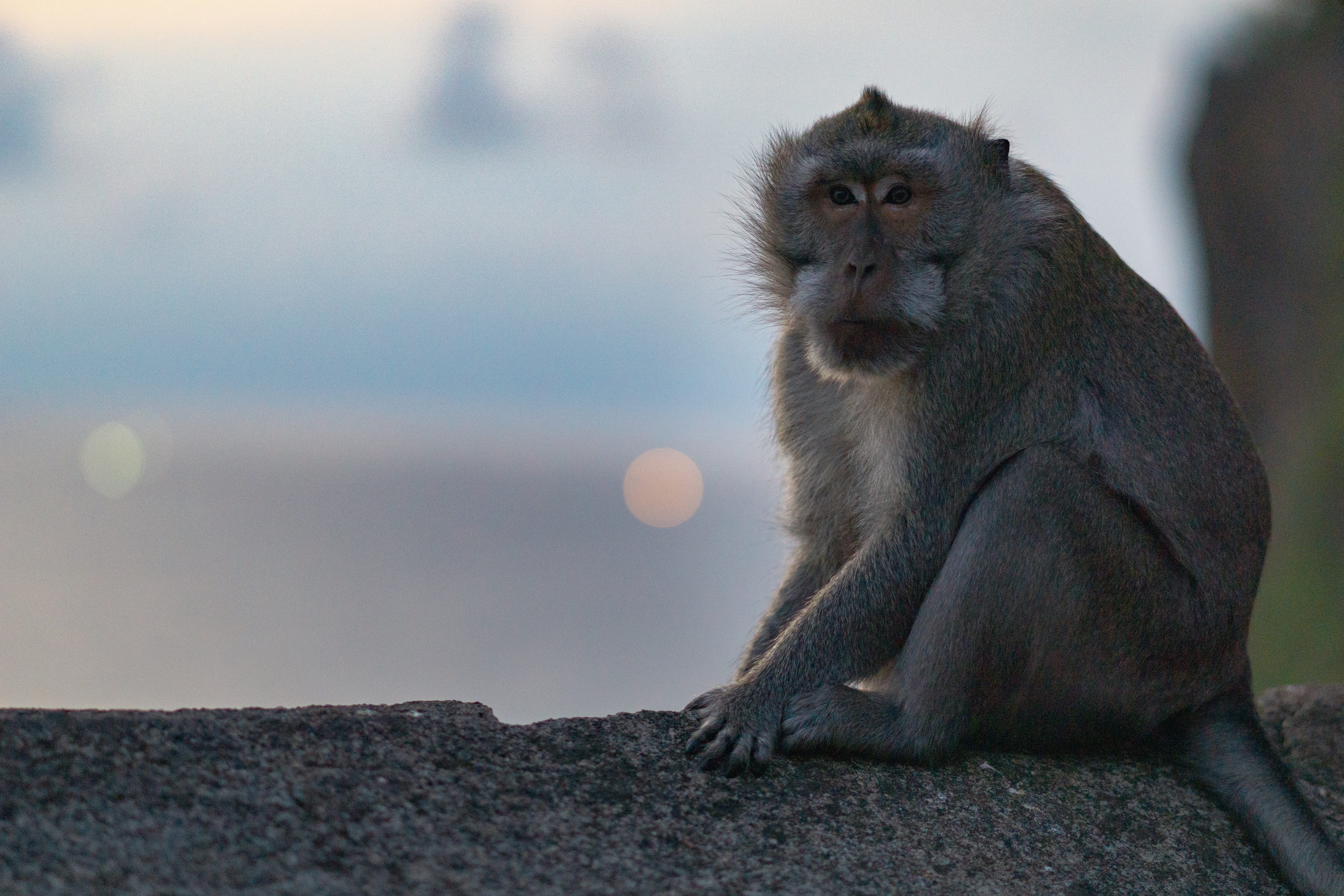 animal wildlife, looking away, monkey, day, fly, animal family, animals in the wild, vertebrate, gray, looking, invertebrate, 5K, vulture, food, animal, HD Wallpaper